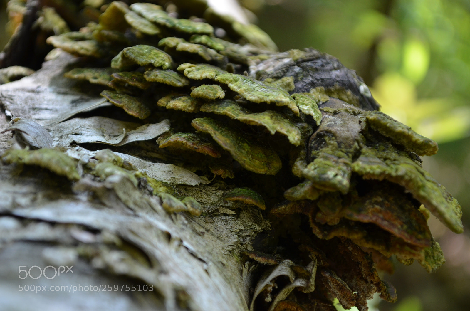 Nikon D5100 sample photo. Nature photography