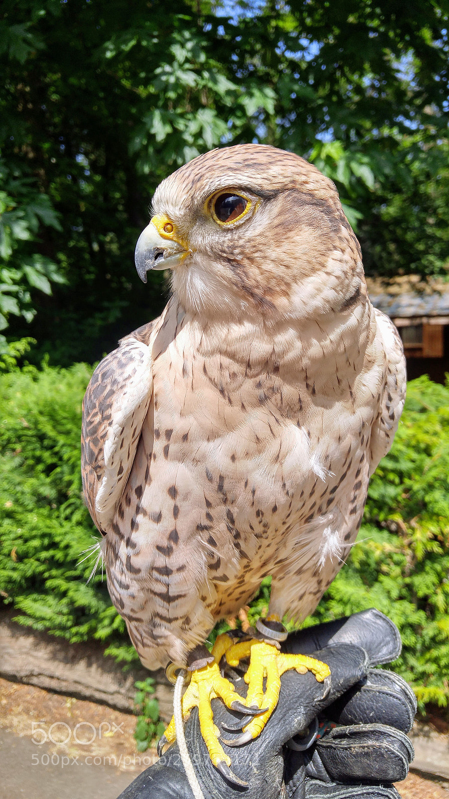 LG G4 sample photo. Saker falcon photography