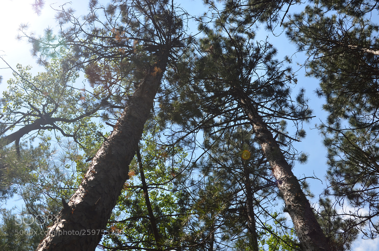 Nikon D5100 sample photo. Feeling small photography