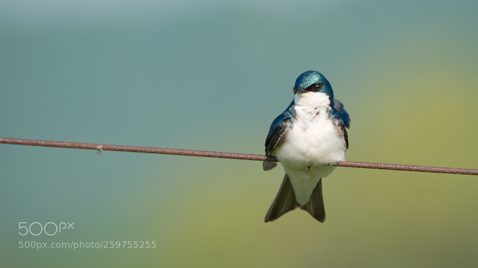 Nikon D750 sample photo. Tree swallow photography