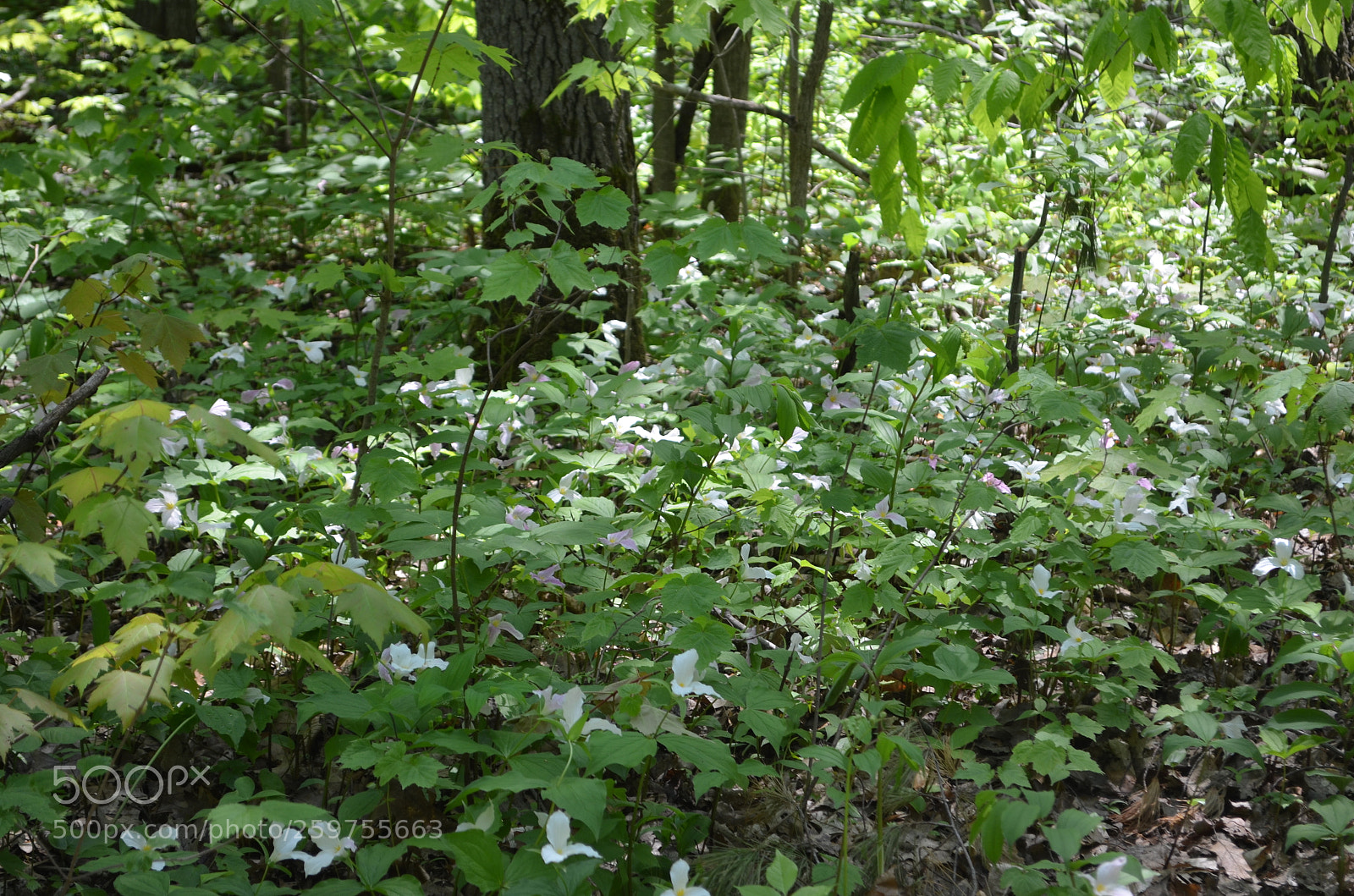 Nikon D5100 sample photo. Forest floor of trilliums photography