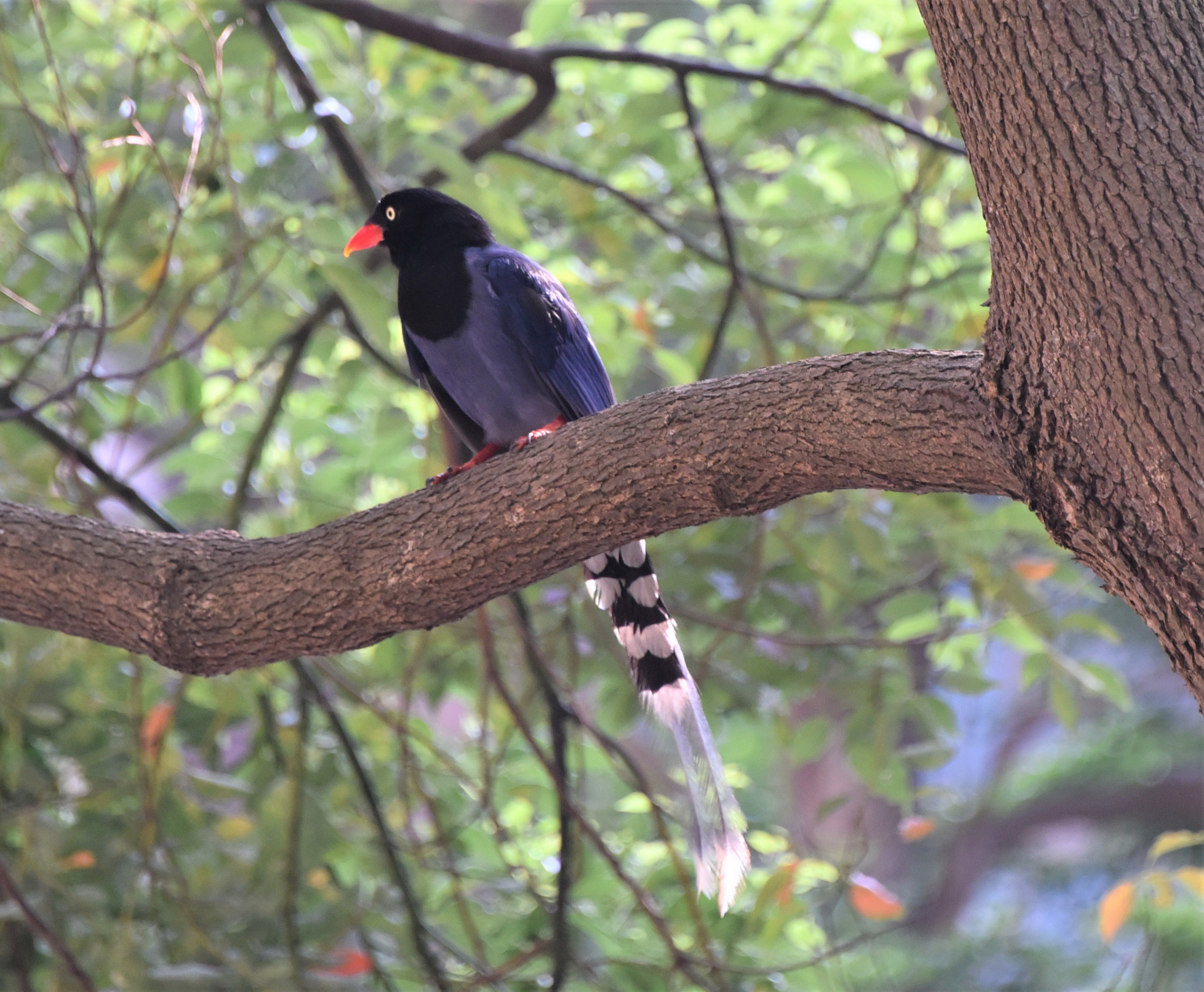 Nikon D750 sample photo. Surprised city birding photography