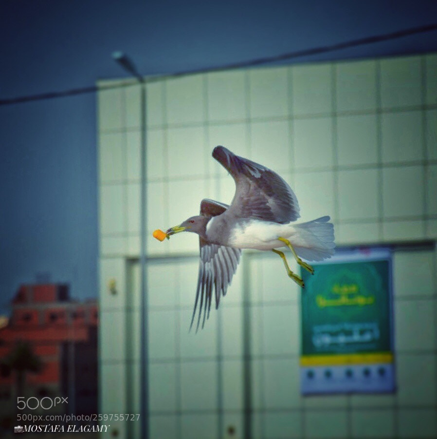 Nikon D5300 sample photo. Seagull 11 photography