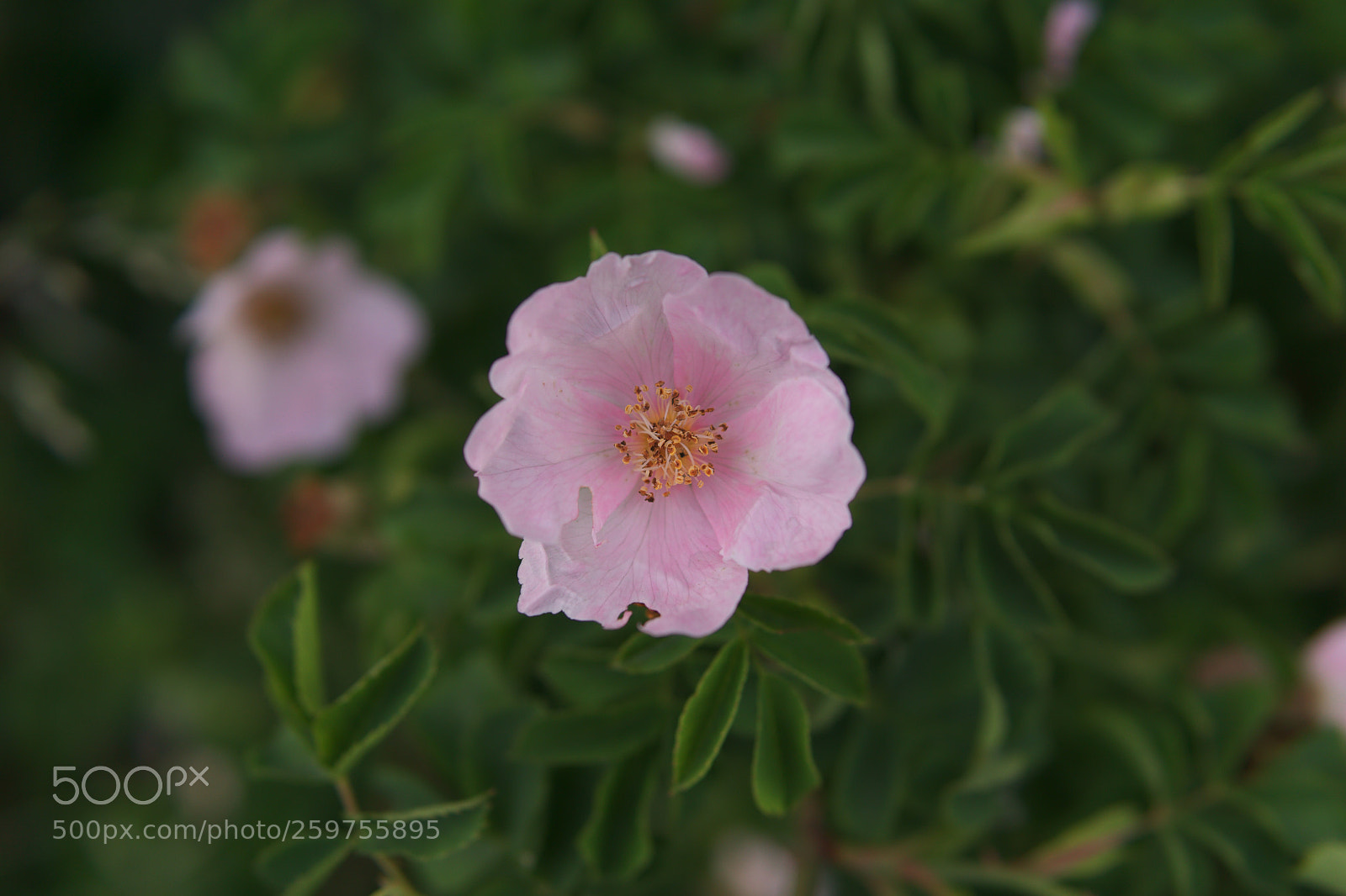 Sony a6000 sample photo. Untitled photography