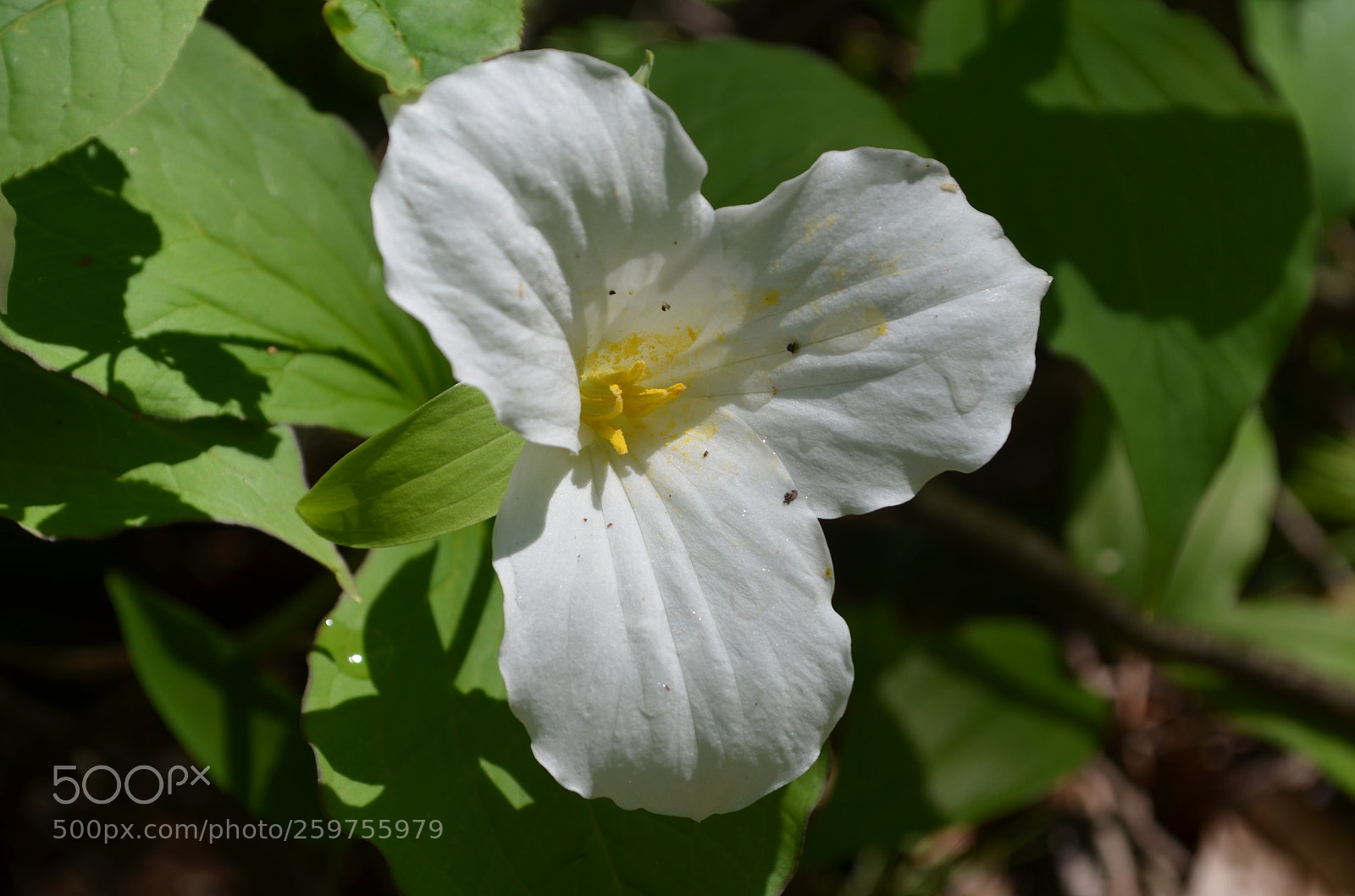 Nikon D5100 sample photo. Trillium photography