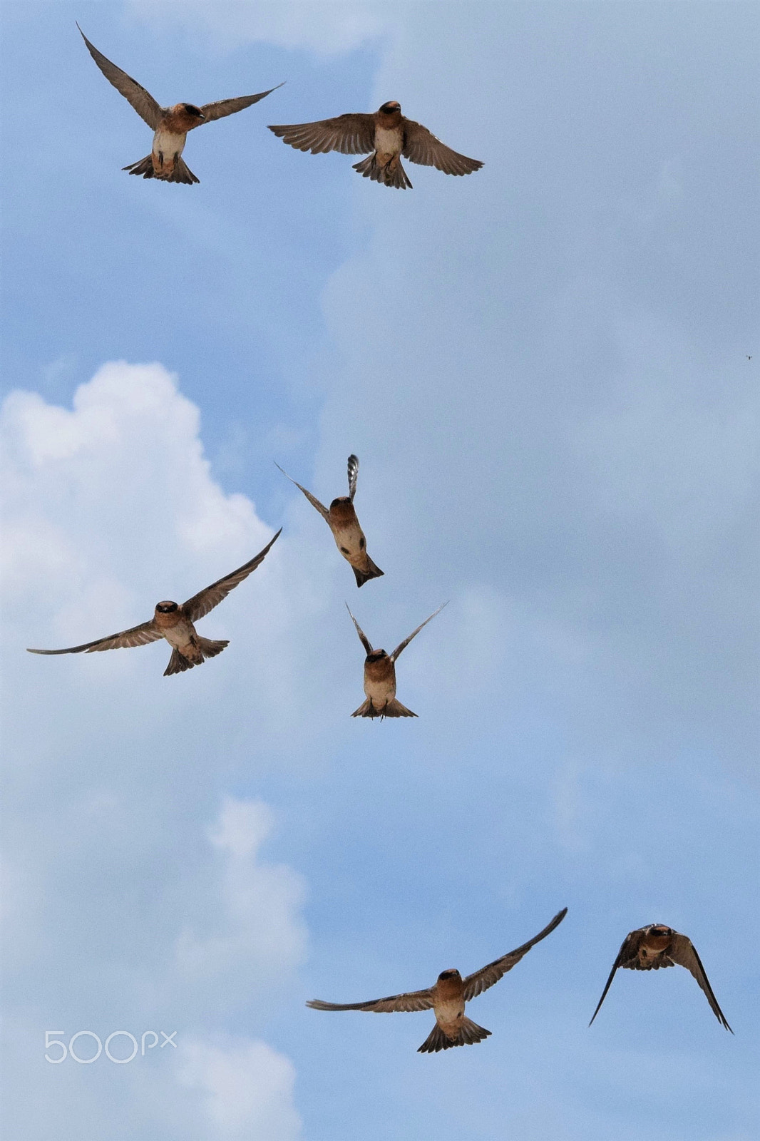 Nikon D5300 sample photo. The flock photography