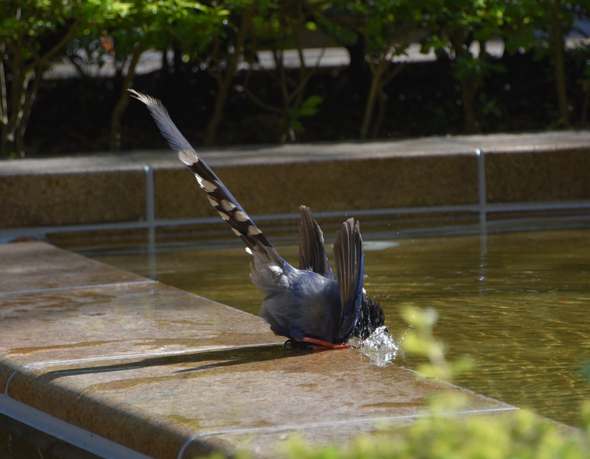 Nikon D750 sample photo. Drinking at pond photography