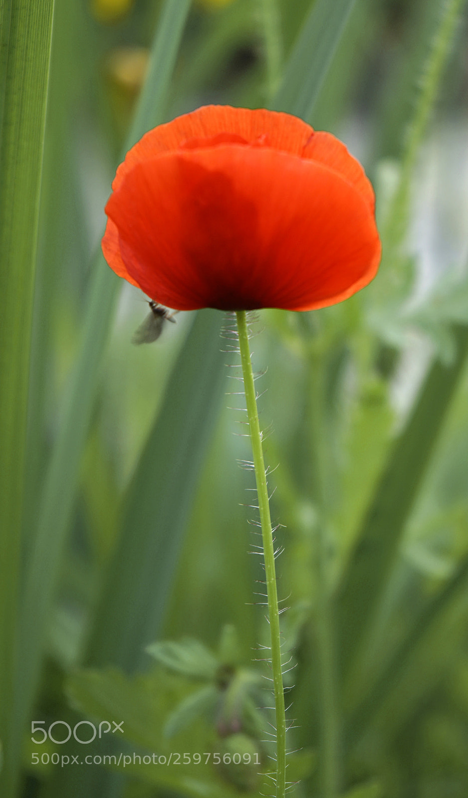 Sony a7 II sample photo. Poppies and worms photography