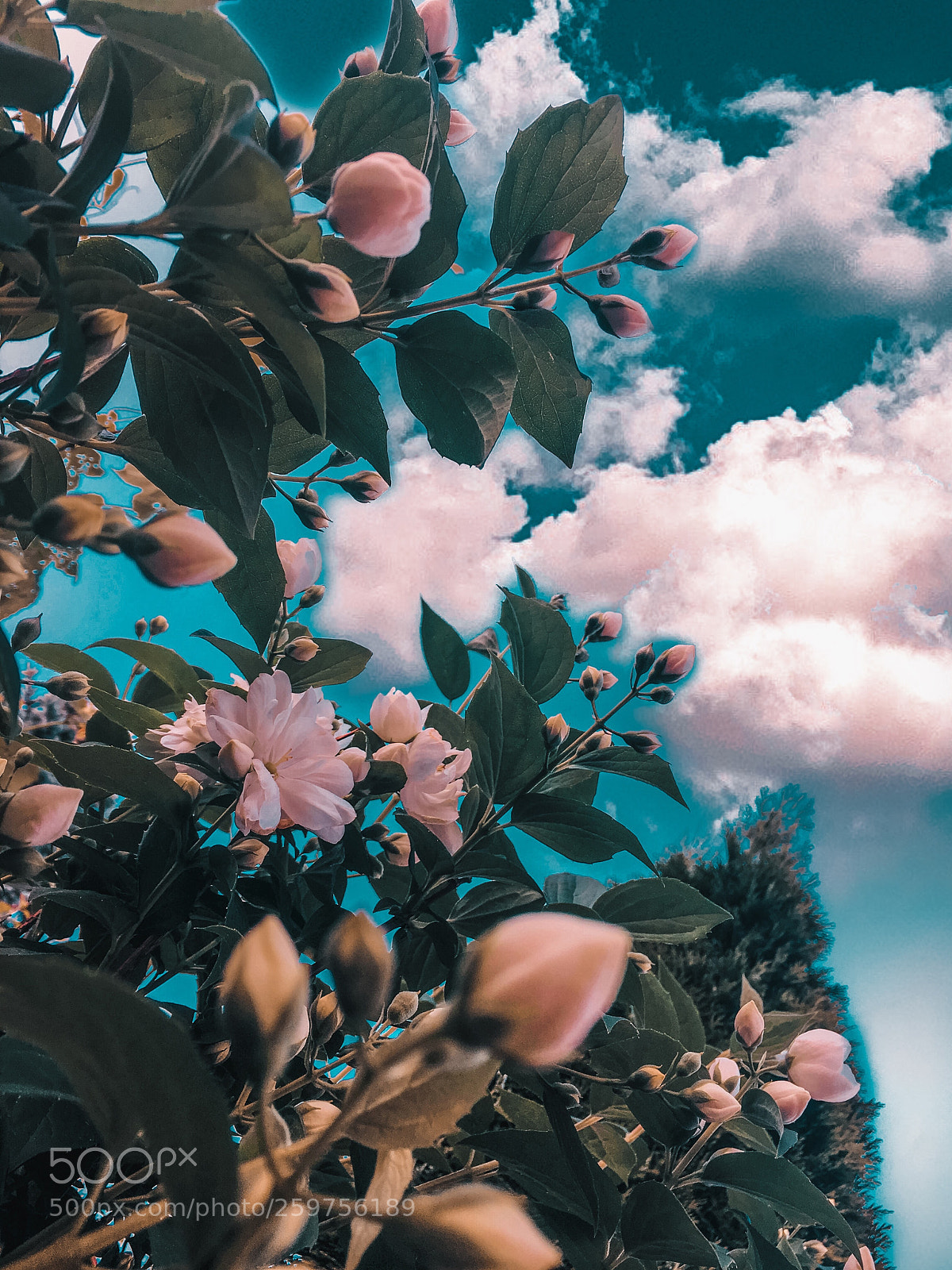 Apple iPhone 6s Plus sample photo. Bloom photography