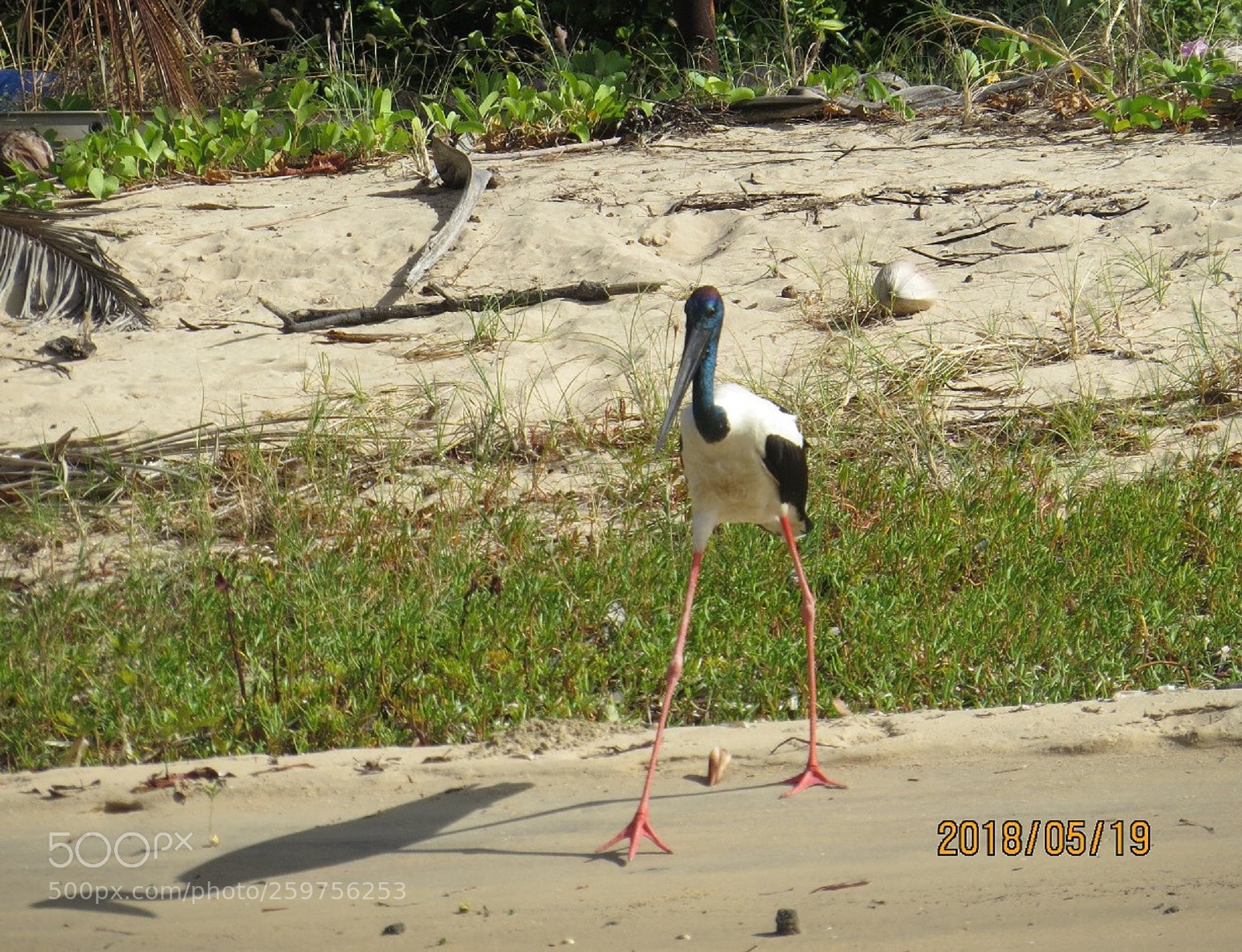 Canon PowerShot SX50 HS sample photo. On the catwalk photography