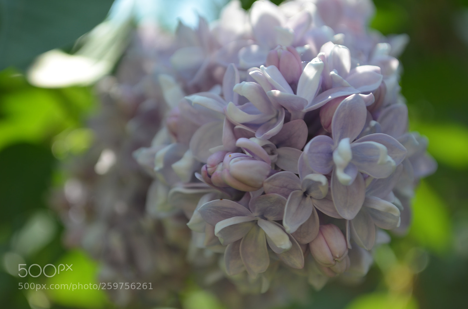 Nikon D5100 sample photo. Lilac photography