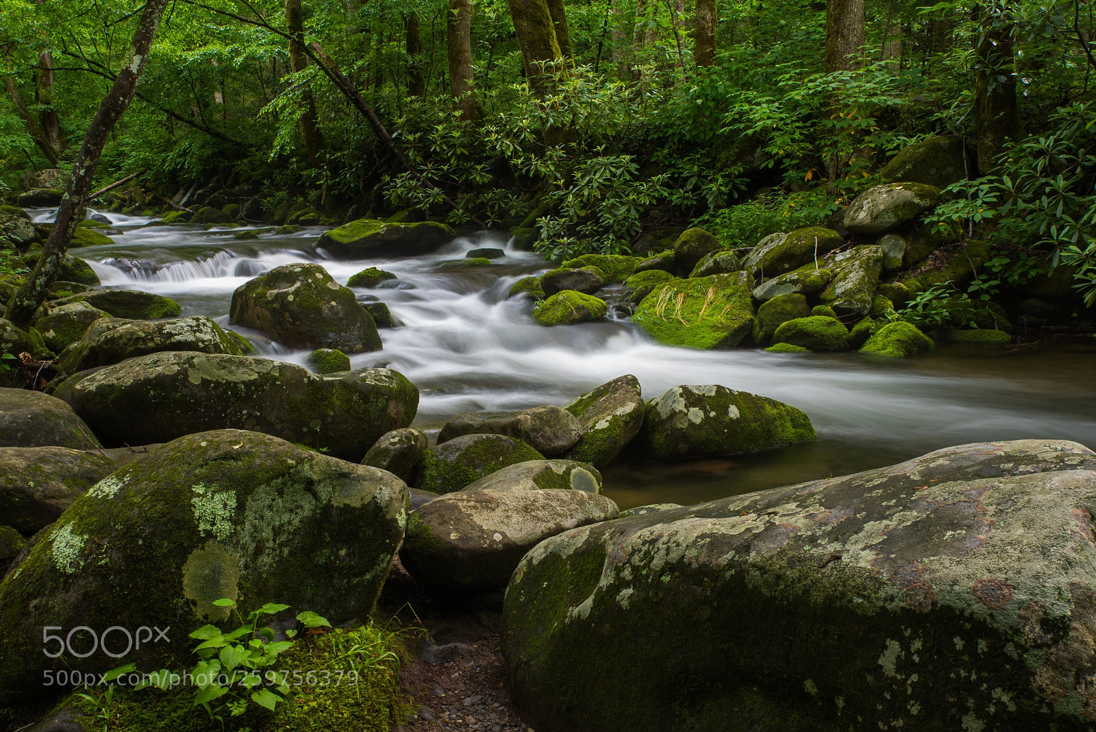Nikon D750 sample photo. The river runs through photography