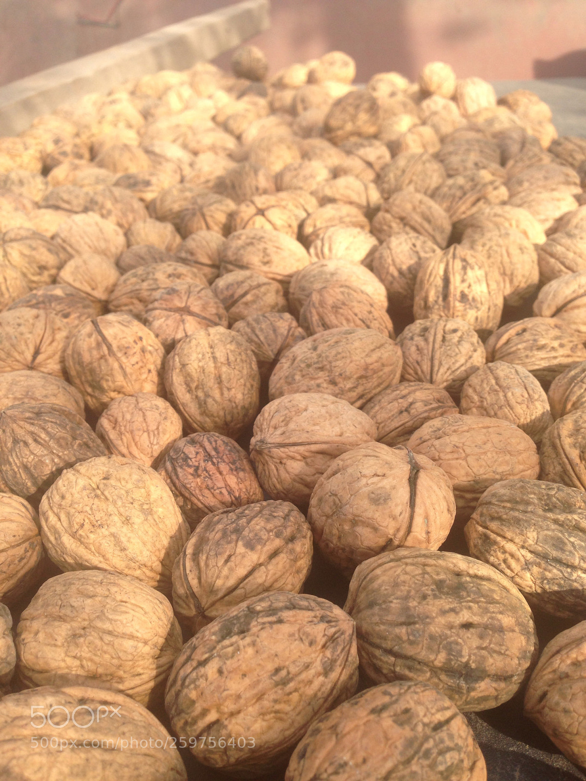Apple iPhone 5 sample photo. Nueces photography