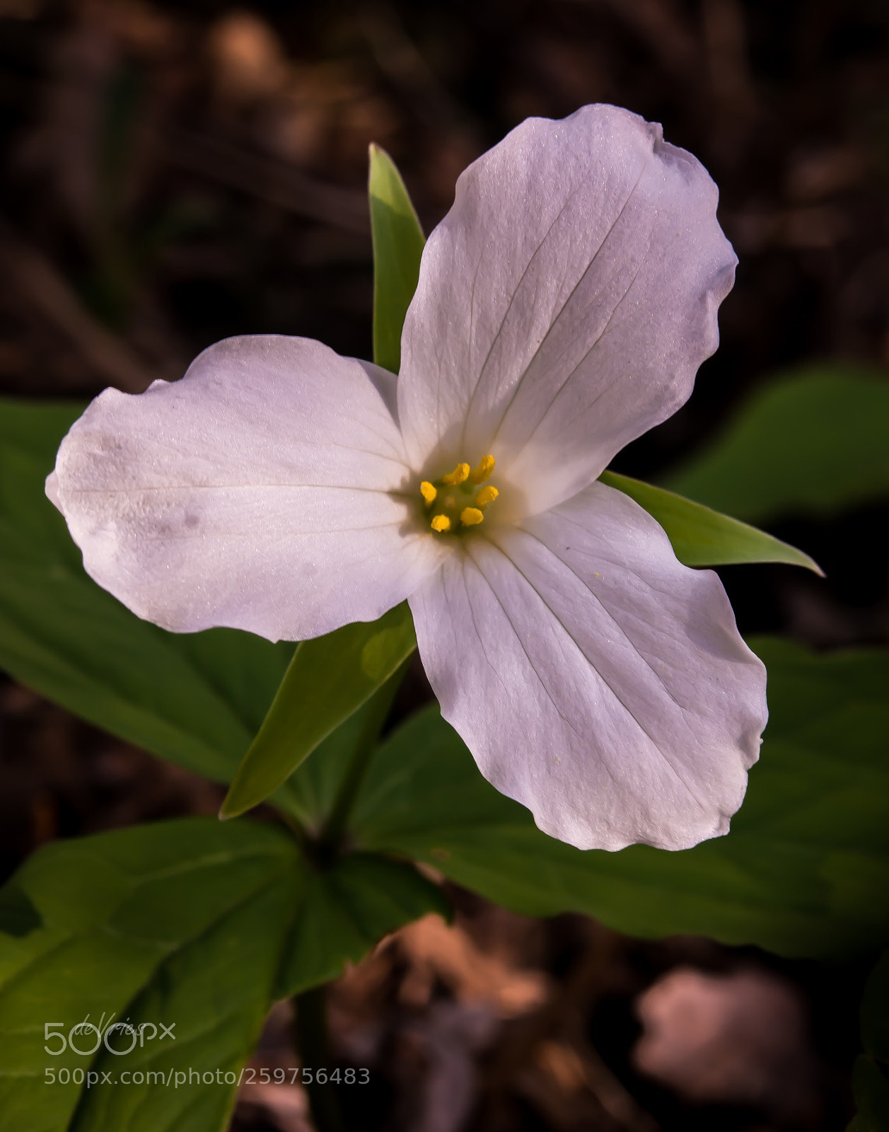 Nikon D7100 sample photo. My trillium . . . photography
