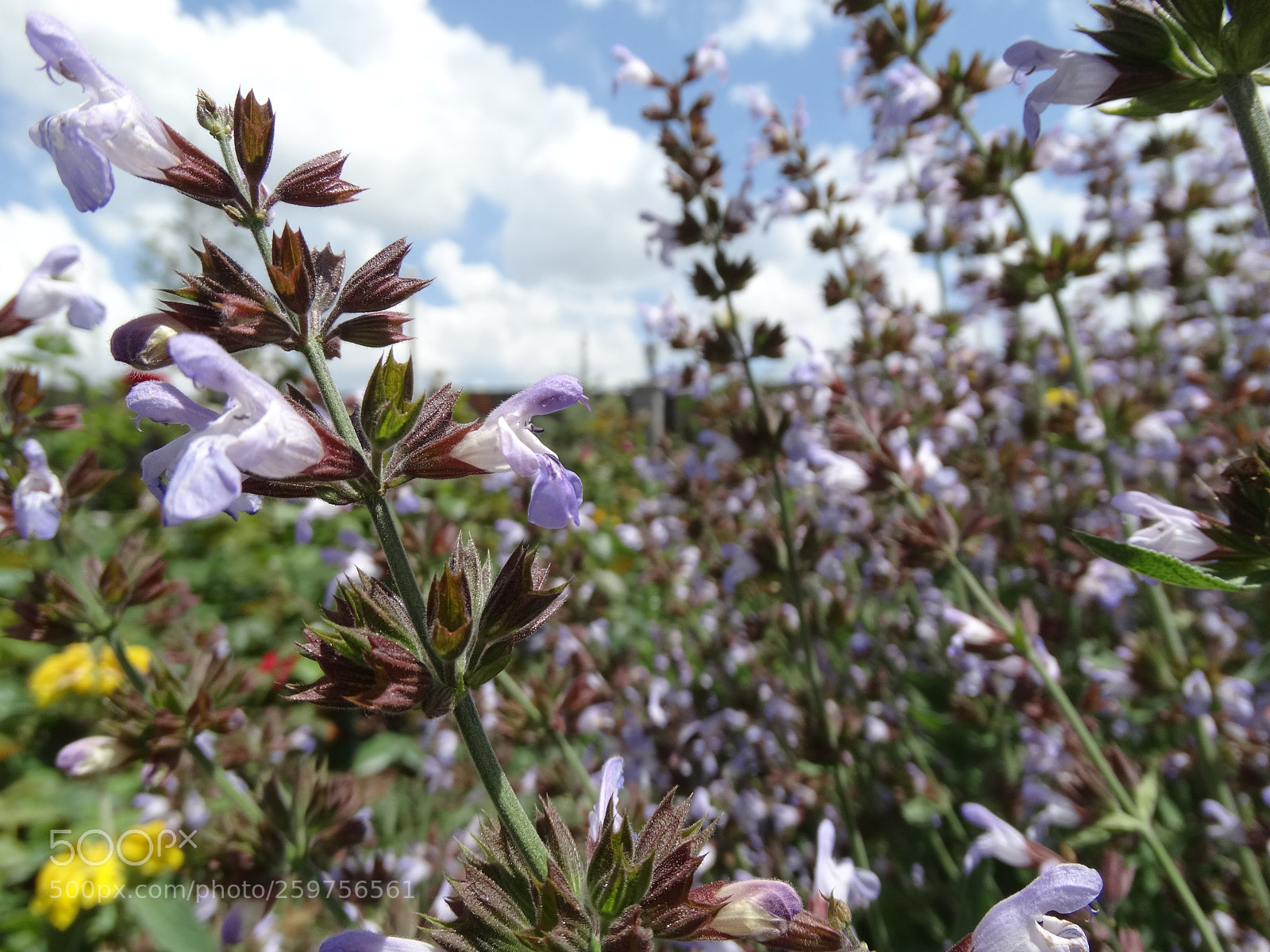Sony Cyber-shot DSC-HX300 sample photo. Teasage photography