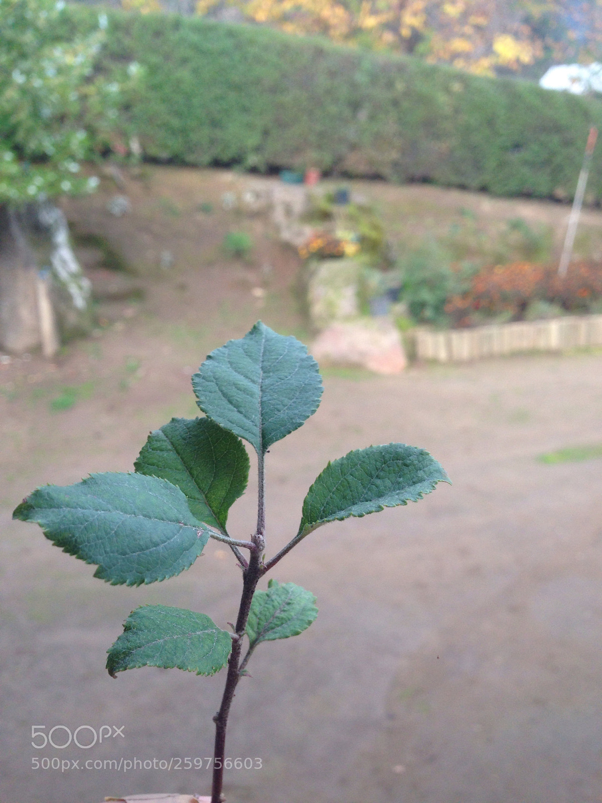 Apple iPhone 5 sample photo. Tras un manzano photography