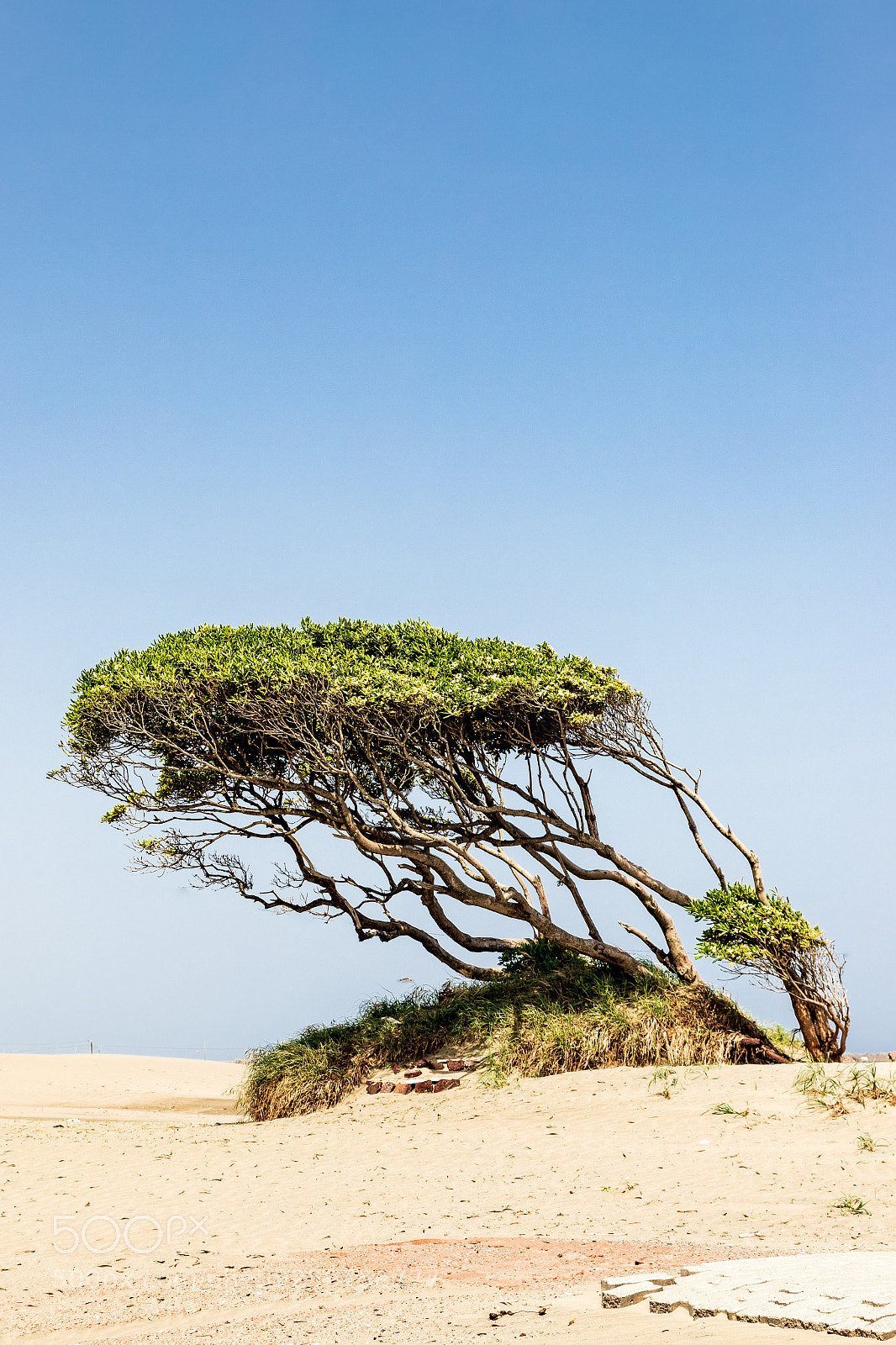 Canon EOS 6D Mark II sample photo. Tree photography