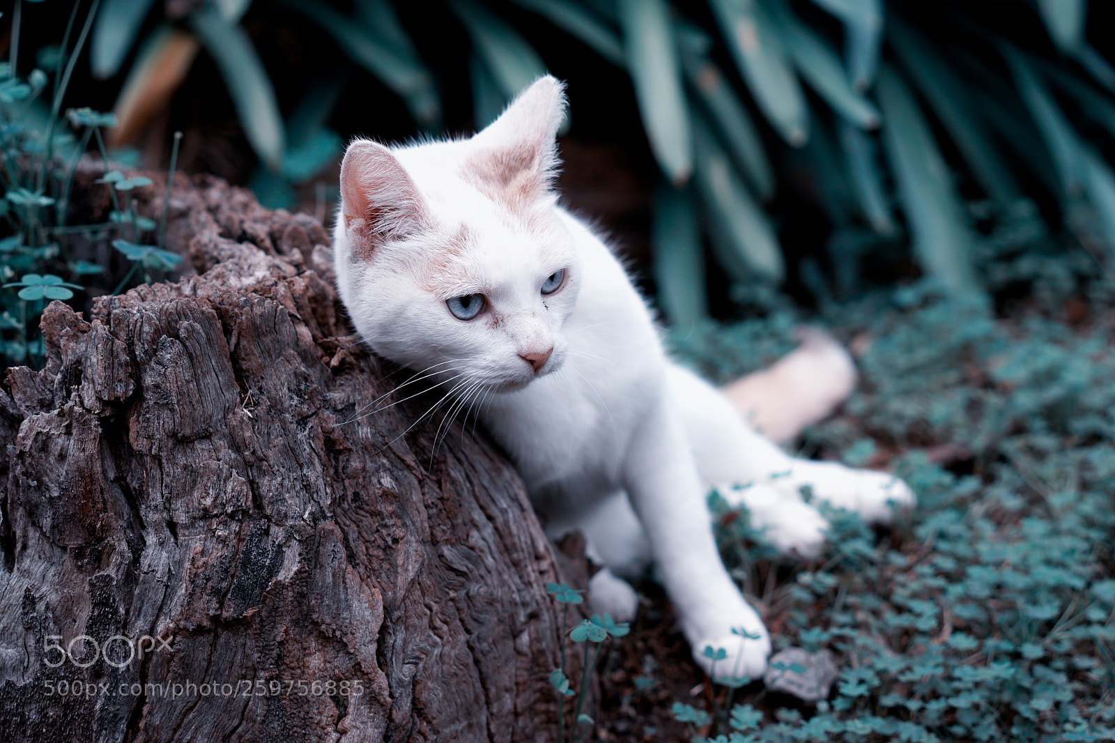 Sony a6500 sample photo. Cat leaning on a photography