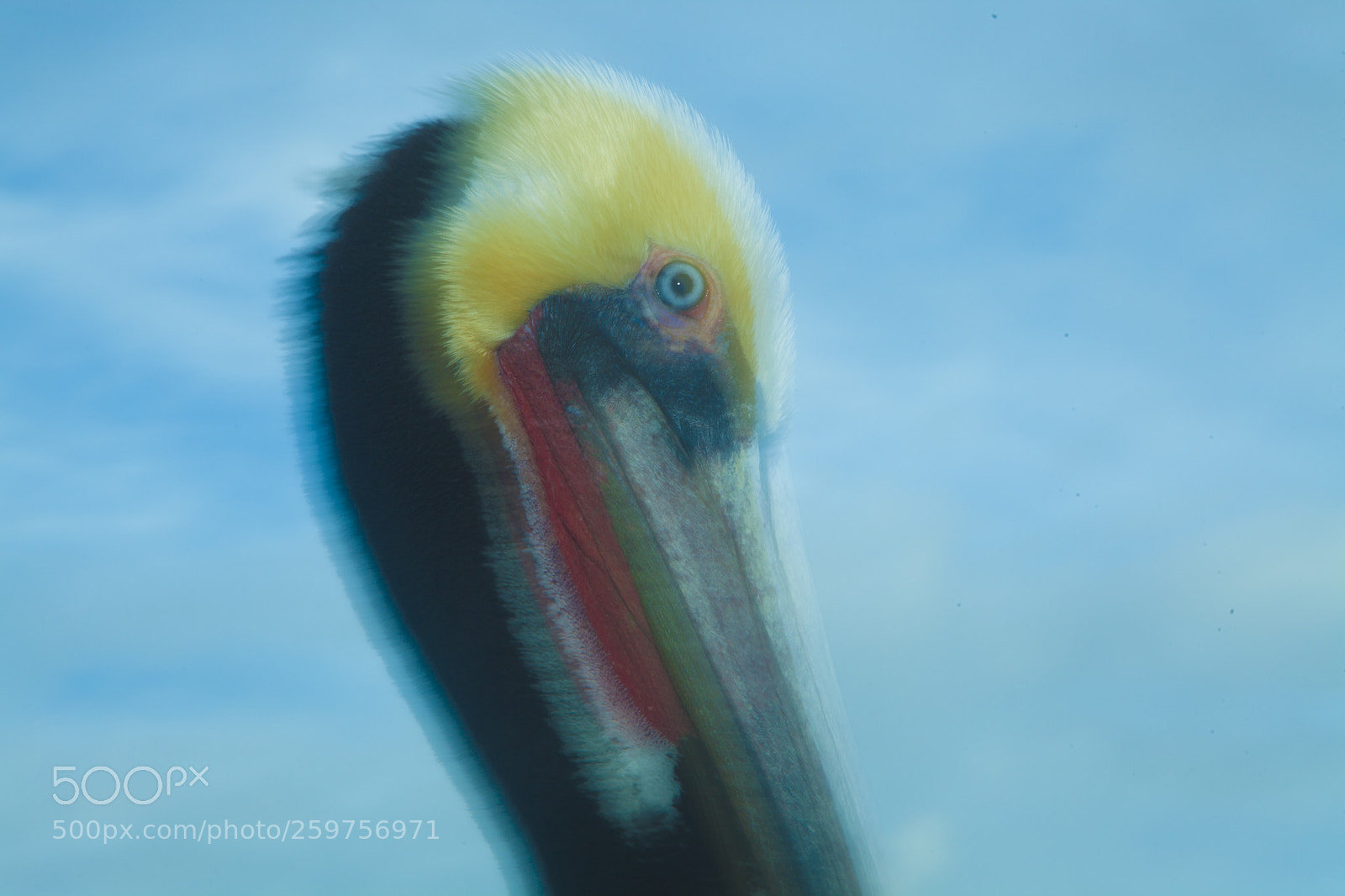 Canon EOS 5D Mark II sample photo. Pelican photography