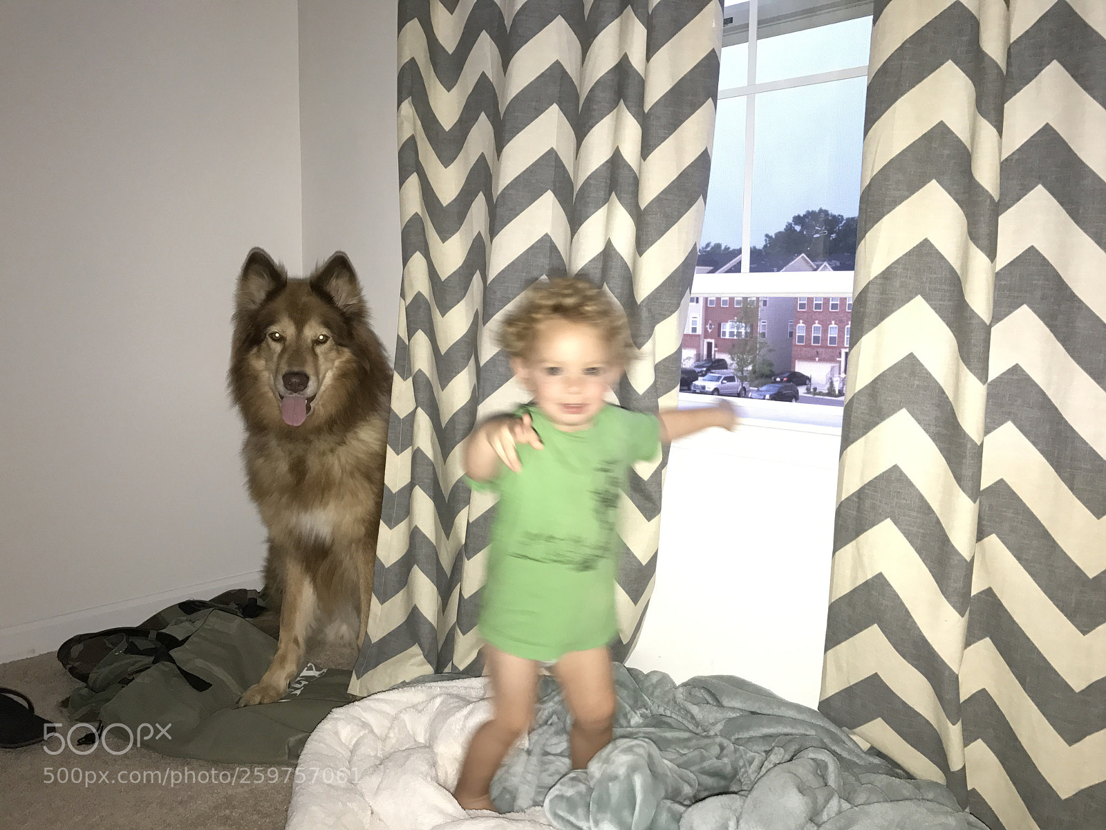 Apple iPhone 7 Plus sample photo. Dash & creasy bear photography
