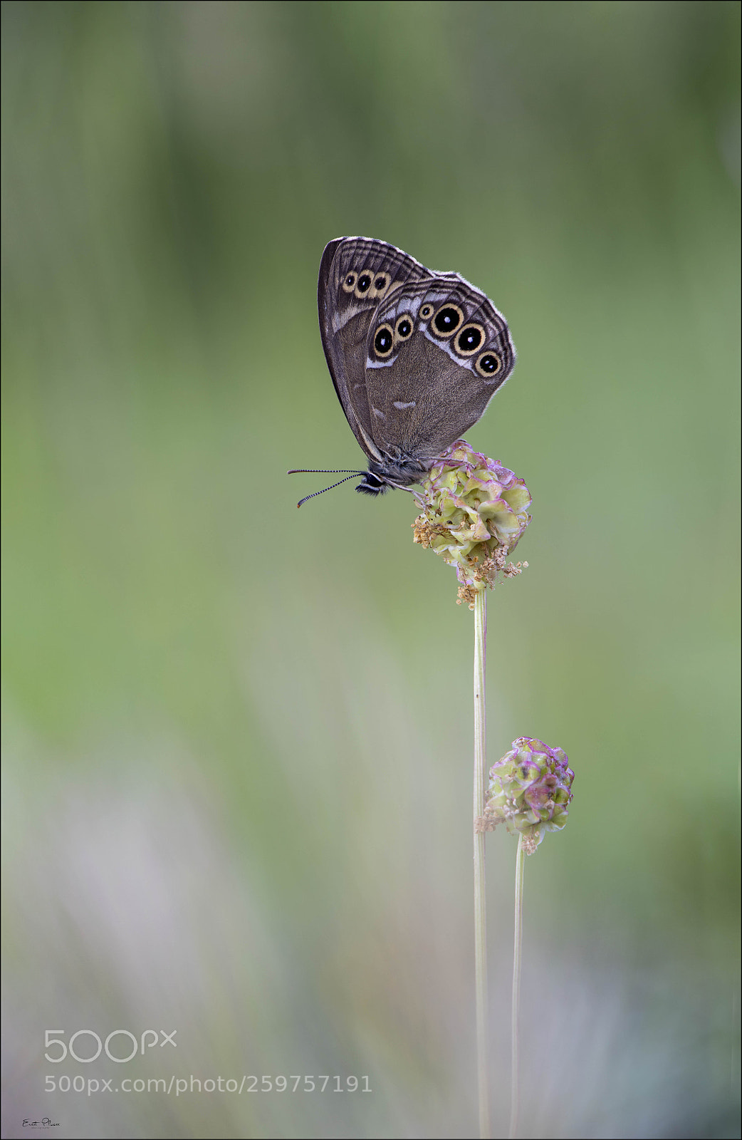 Nikon D850 sample photo. Woodland brown (gelbringfalter) photography