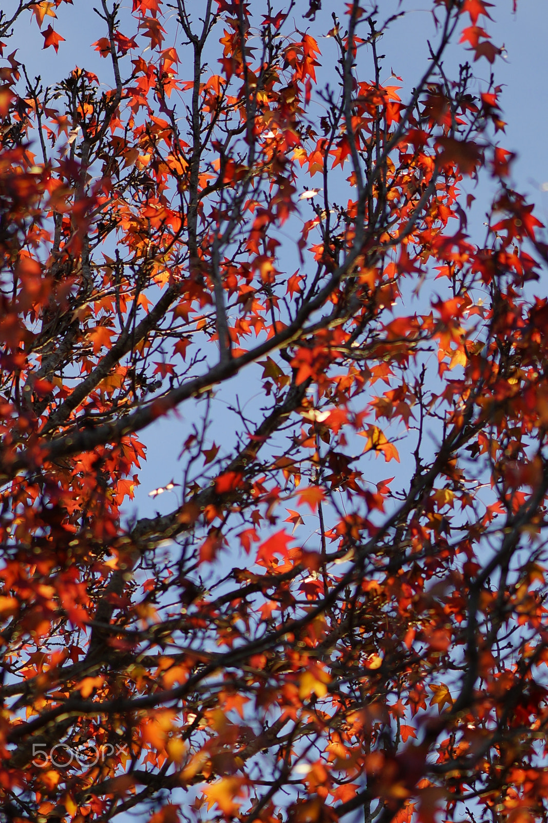 Sony Sonnar T* 135mm F1.8 ZA sample photo. Dsc2010 photography