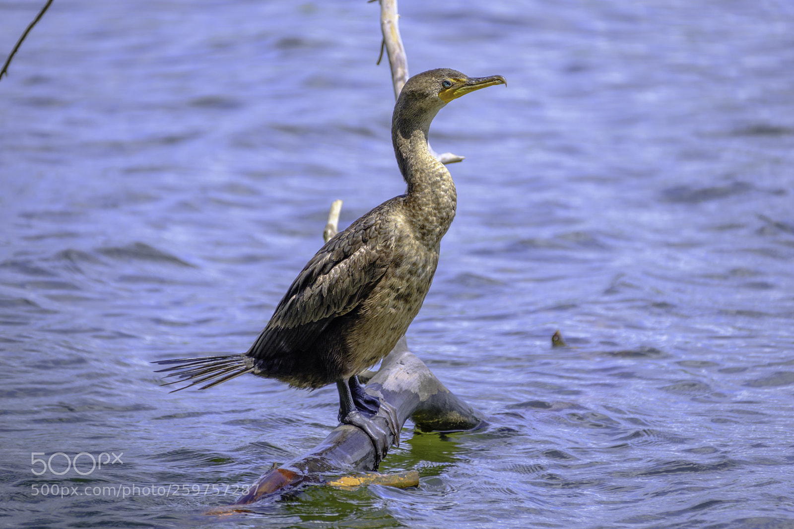 Fujifilm X-H1 sample photo. Cormorant in the sun photography