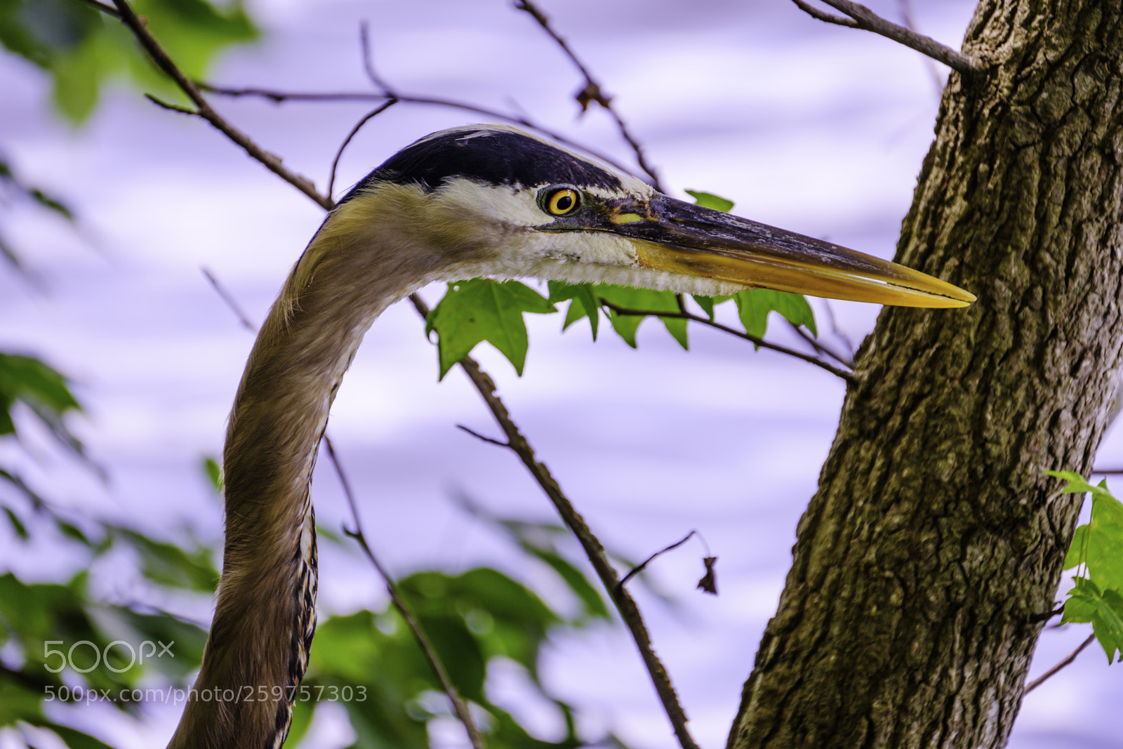 Fujifilm X-H1 sample photo. Portrait of a heron photography