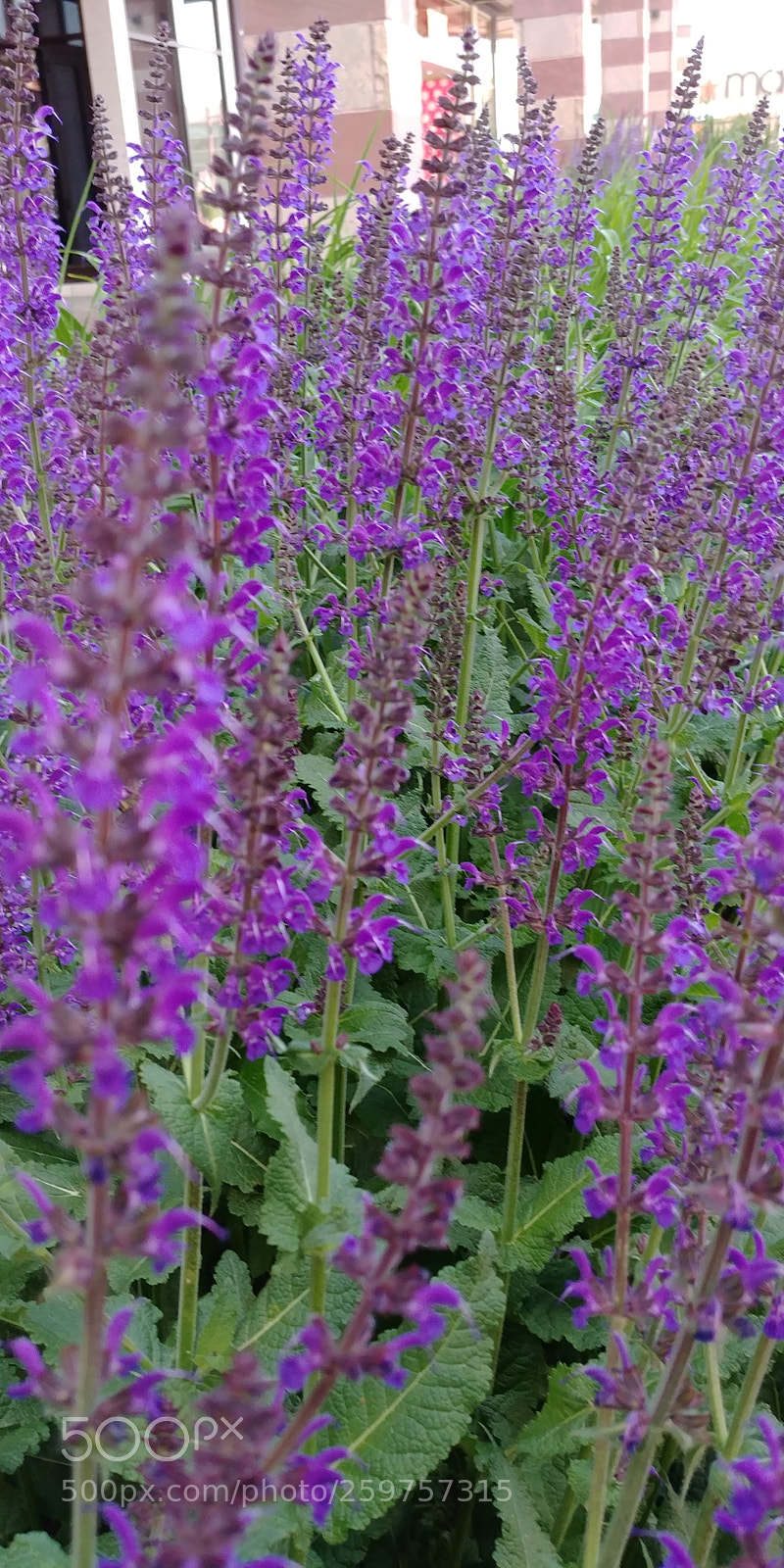 LG G6 sample photo. Purple in our hearts photography