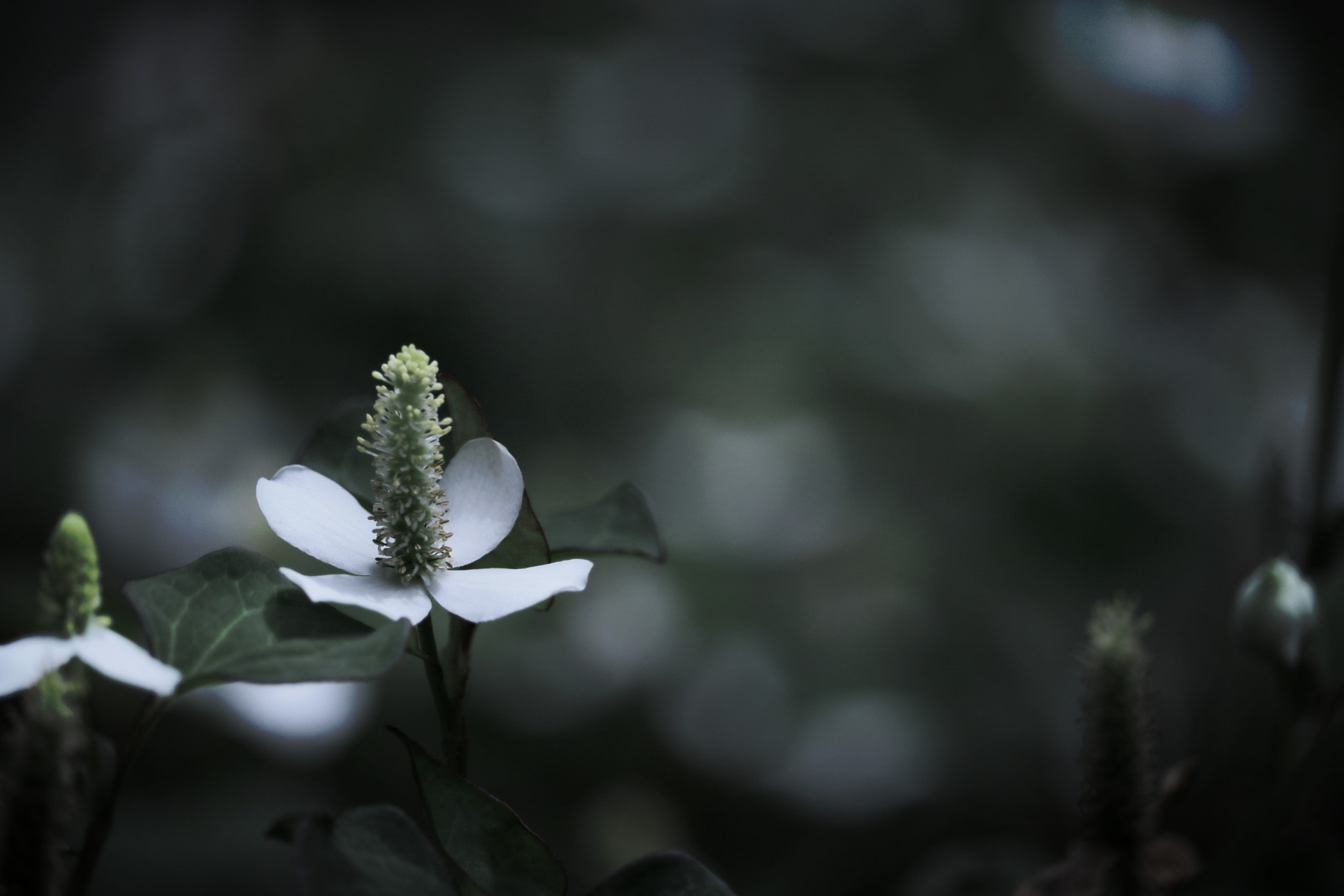Canon EOS 750D (EOS Rebel T6i / EOS Kiss X8i) sample photo. Dokudami of flowers photography