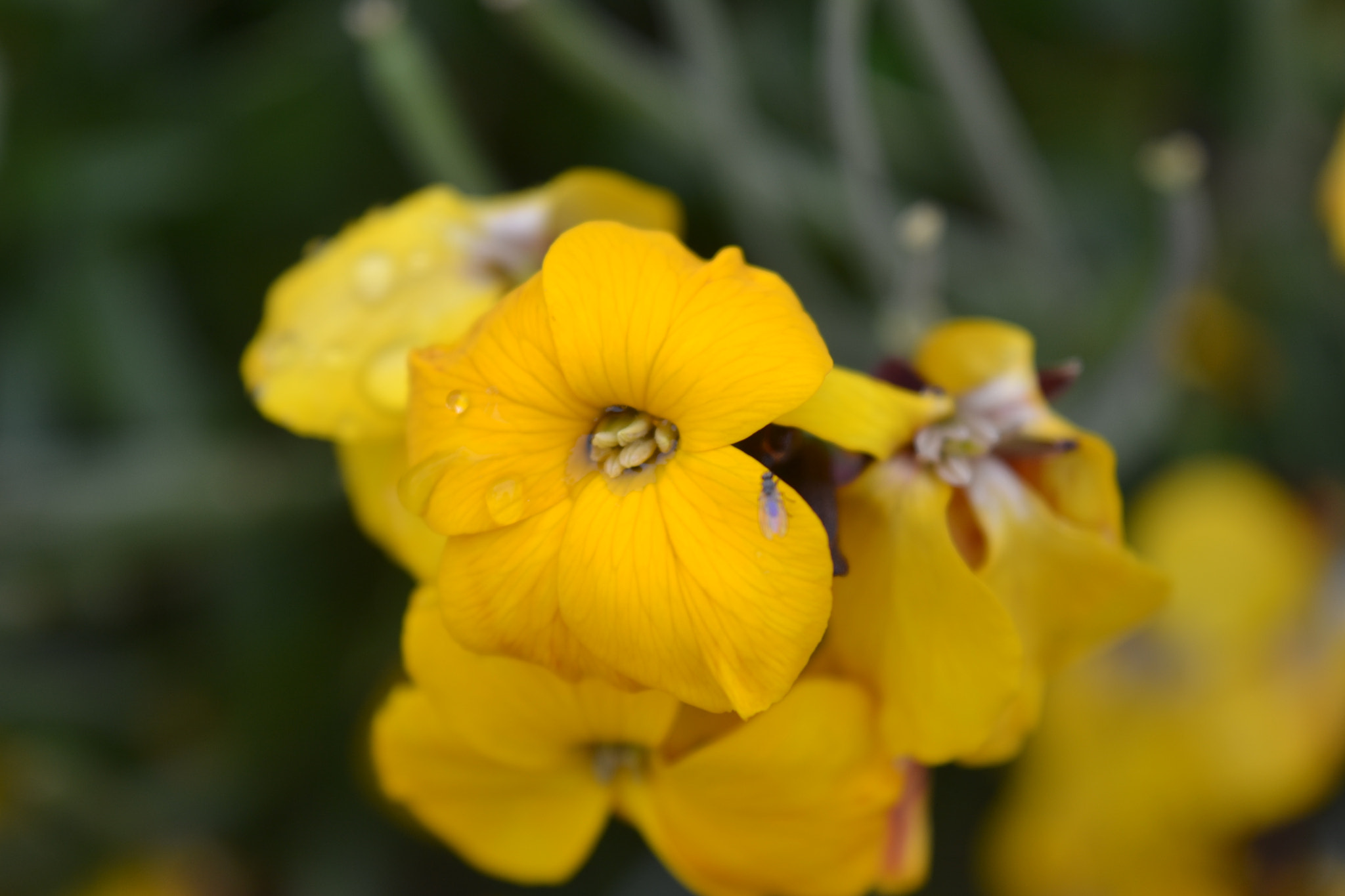 Nikon D3100 sample photo. Water filled flower photography