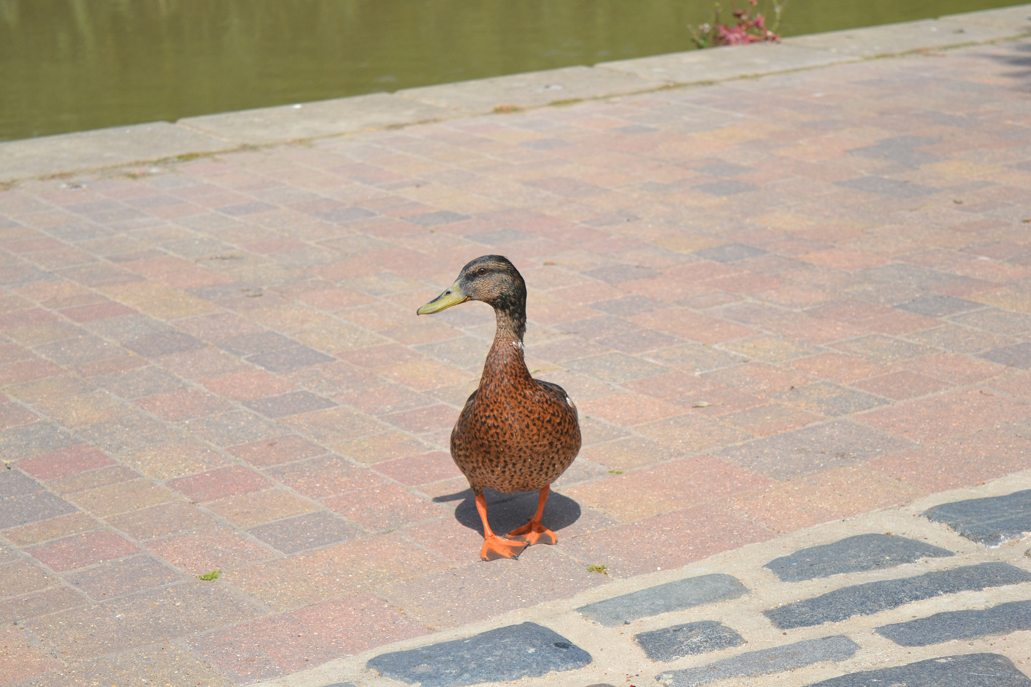 Nikon D3100 sample photo. Mallard hen photography