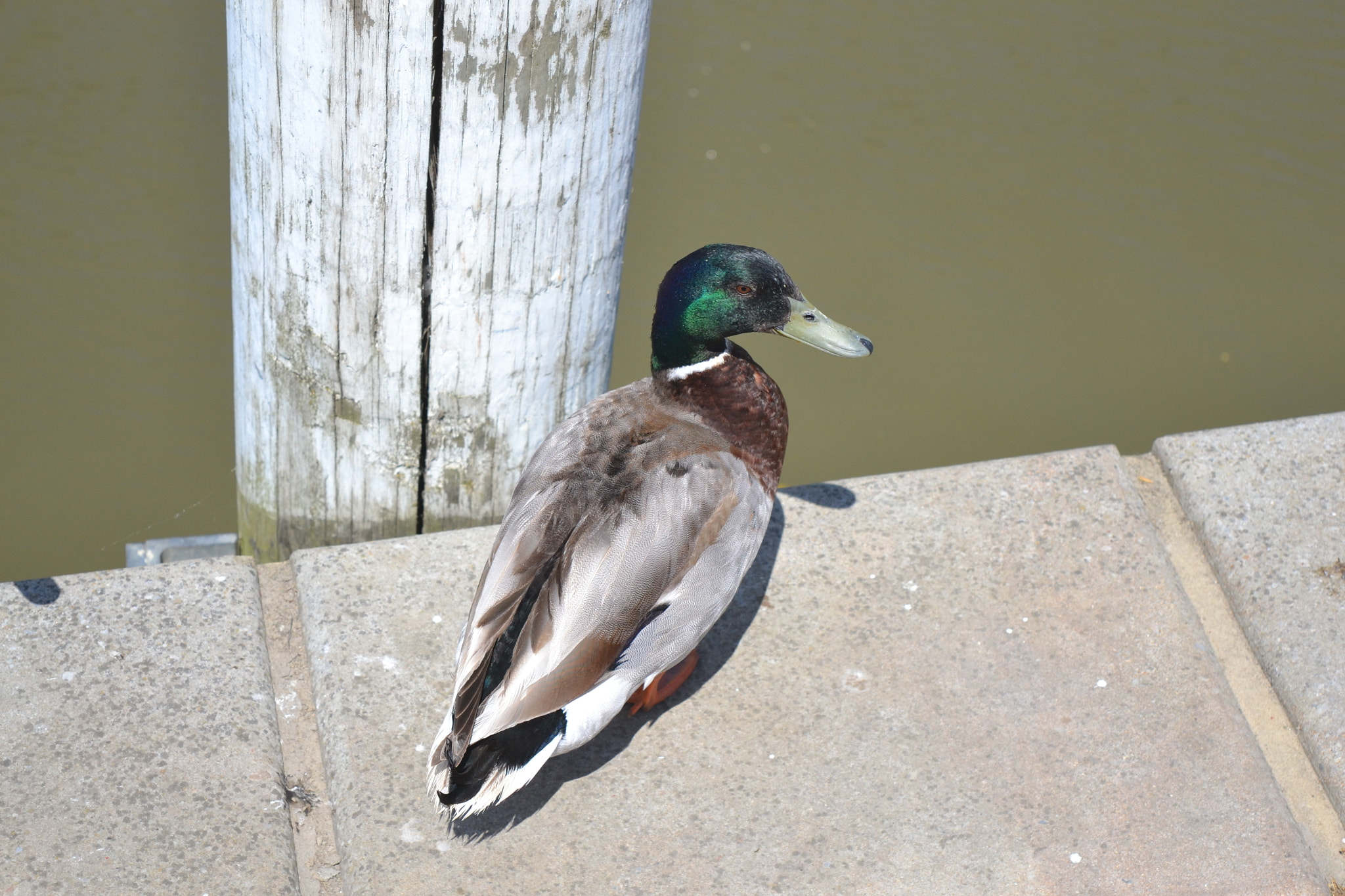 Nikon D3100 sample photo. Mallard duck photography