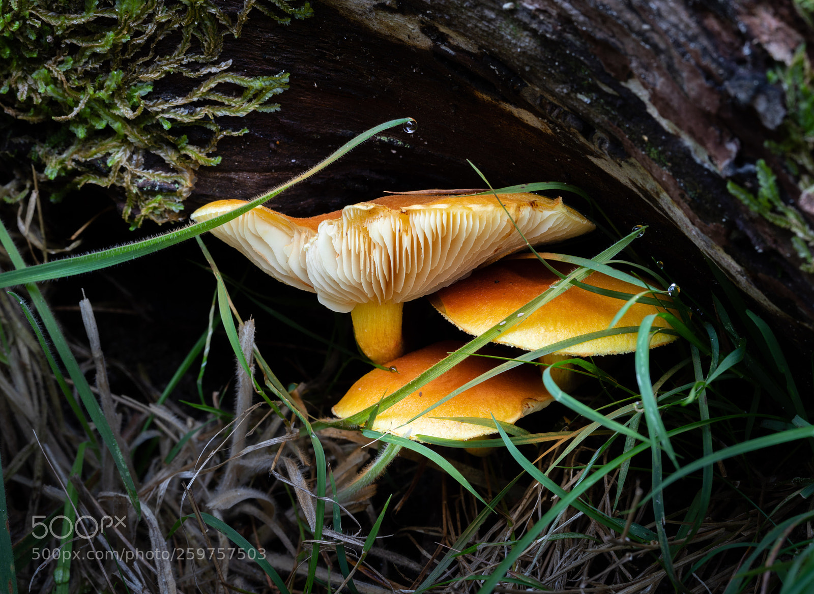 Canon EOS 5D Mark IV sample photo. Fungi 3 photography