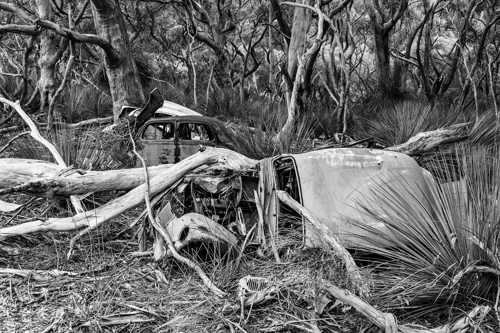 Canon EOS 5D Mark IV sample photo. Car graveyard photography