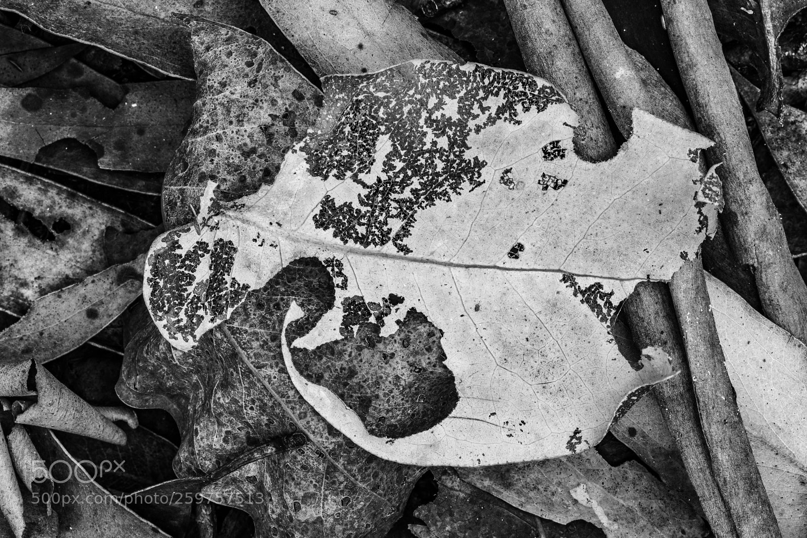 Canon EOS 5D Mark IV sample photo. Decay 1 photography