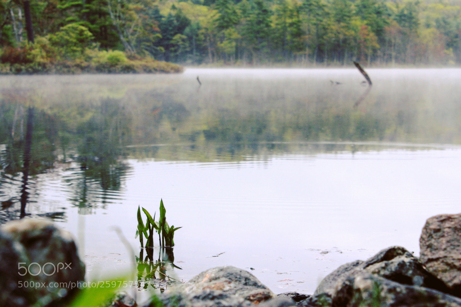 Canon EOS 1200D (EOS Rebel T5 / EOS Kiss X70 / EOS Hi) sample photo. Foggy daze photography