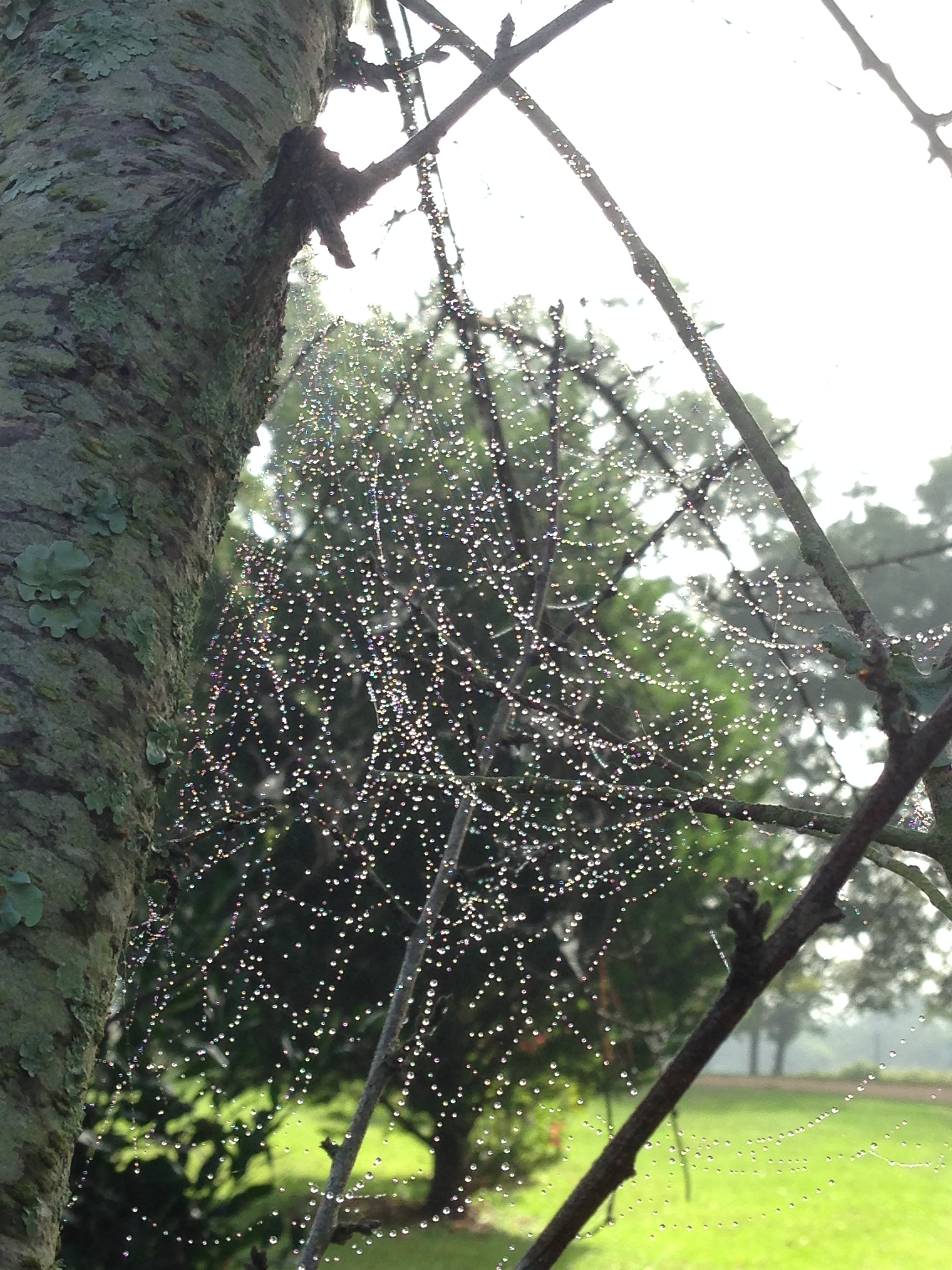 Apple iPhone 5c sample photo. Web chandelier photography