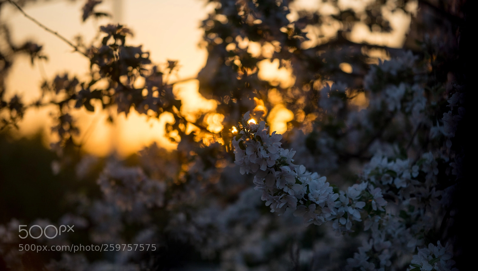 Nikon D750 sample photo. Apple blossom photography