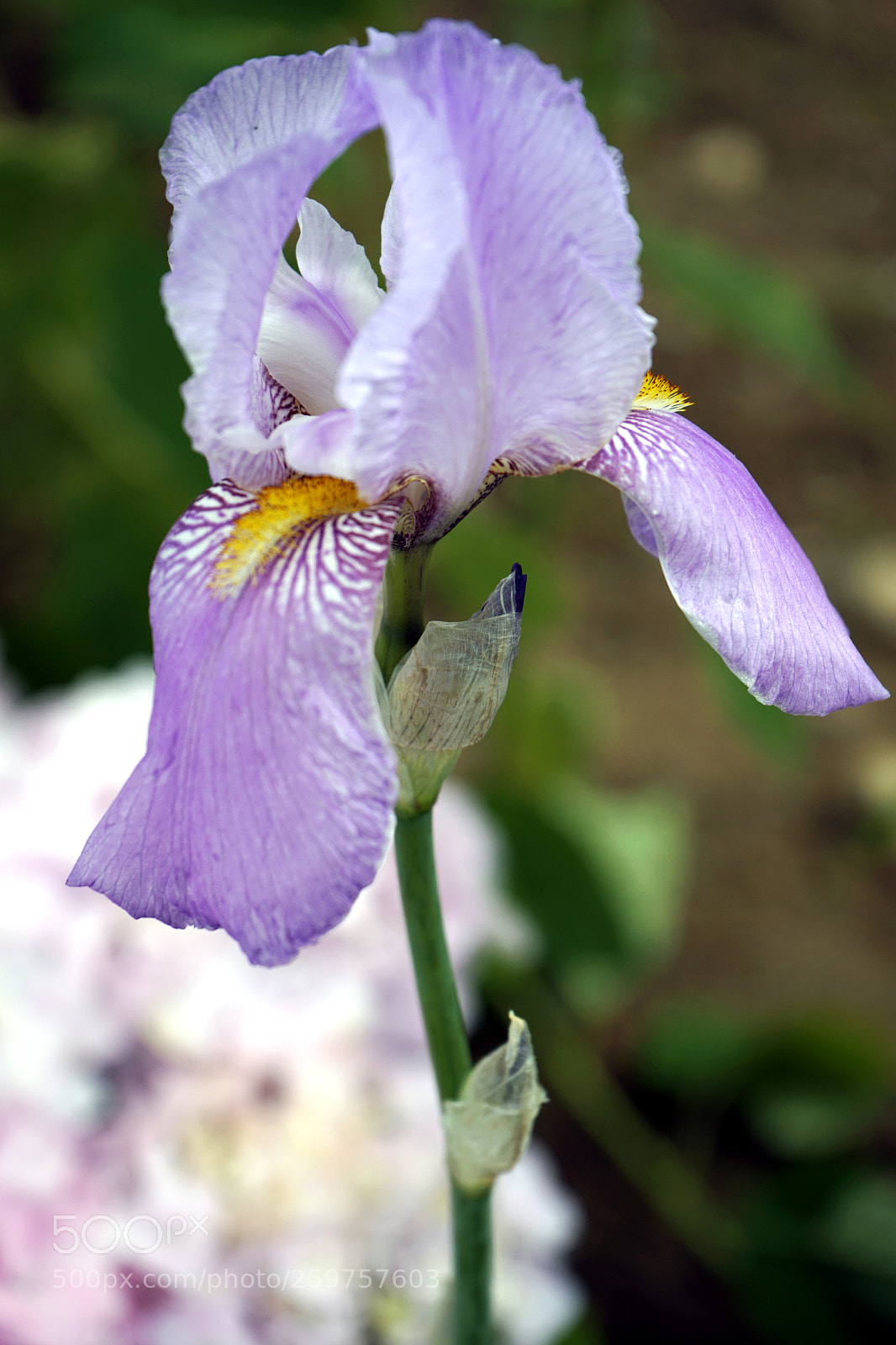 Sony a7 II sample photo. Flower photography