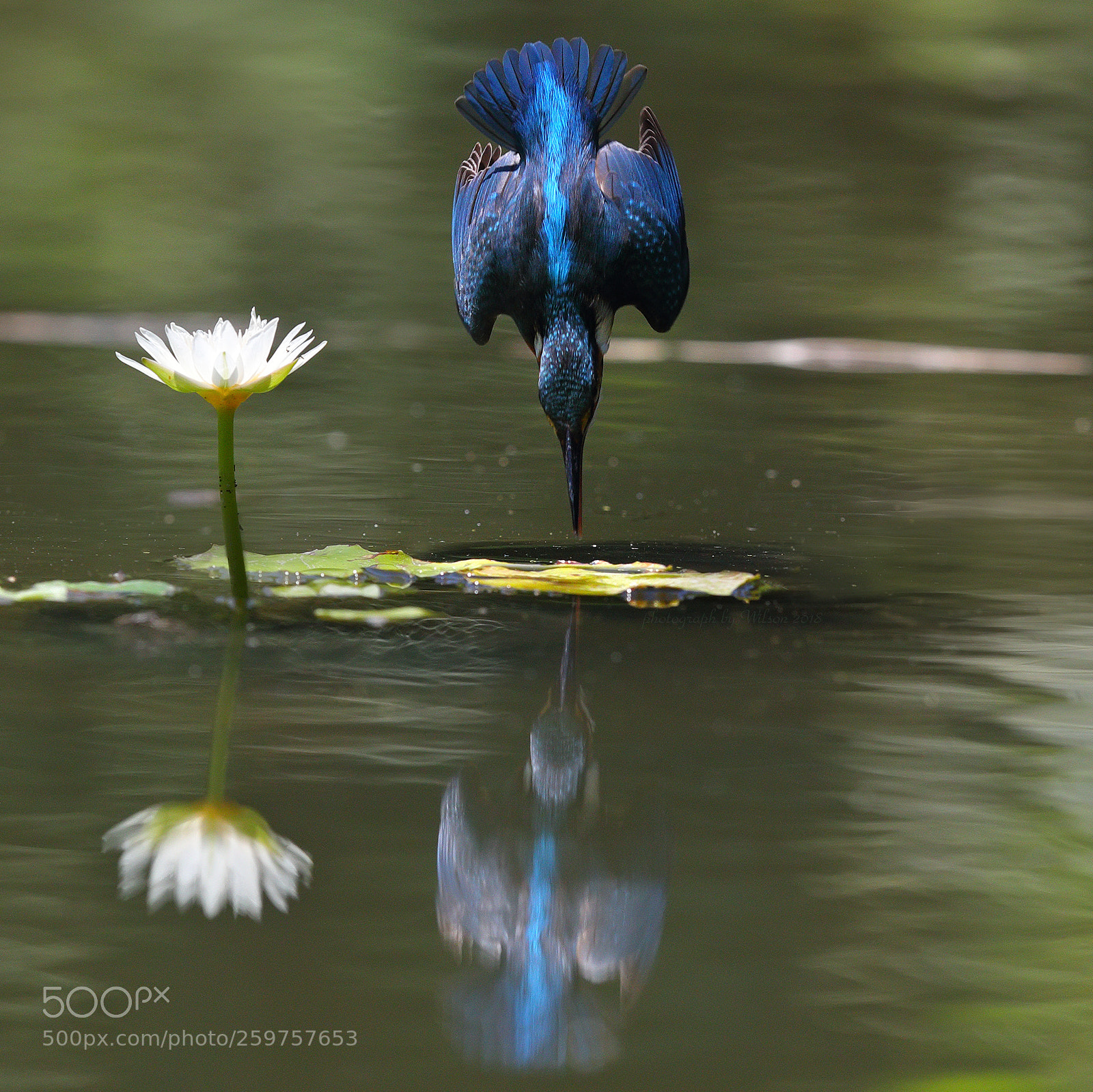 Canon EOS-1D X Mark II sample photo. Alcedo atthis photography