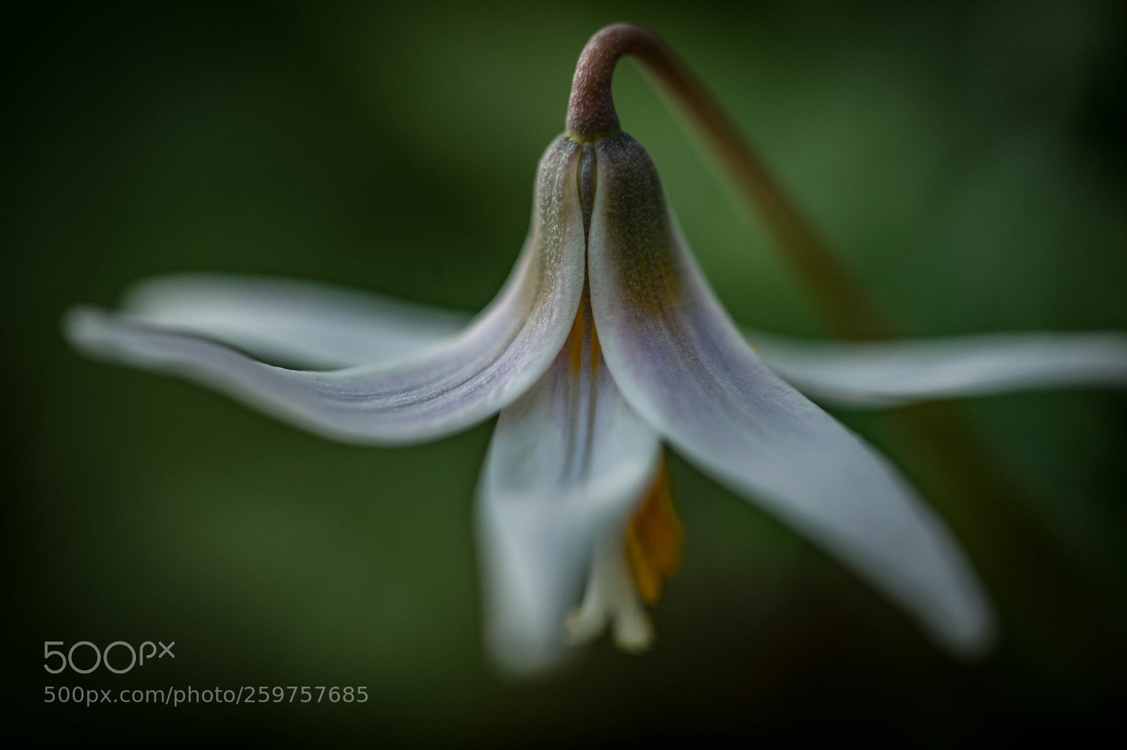 Canon EOS 5D Mark II sample photo. The colors of a photography