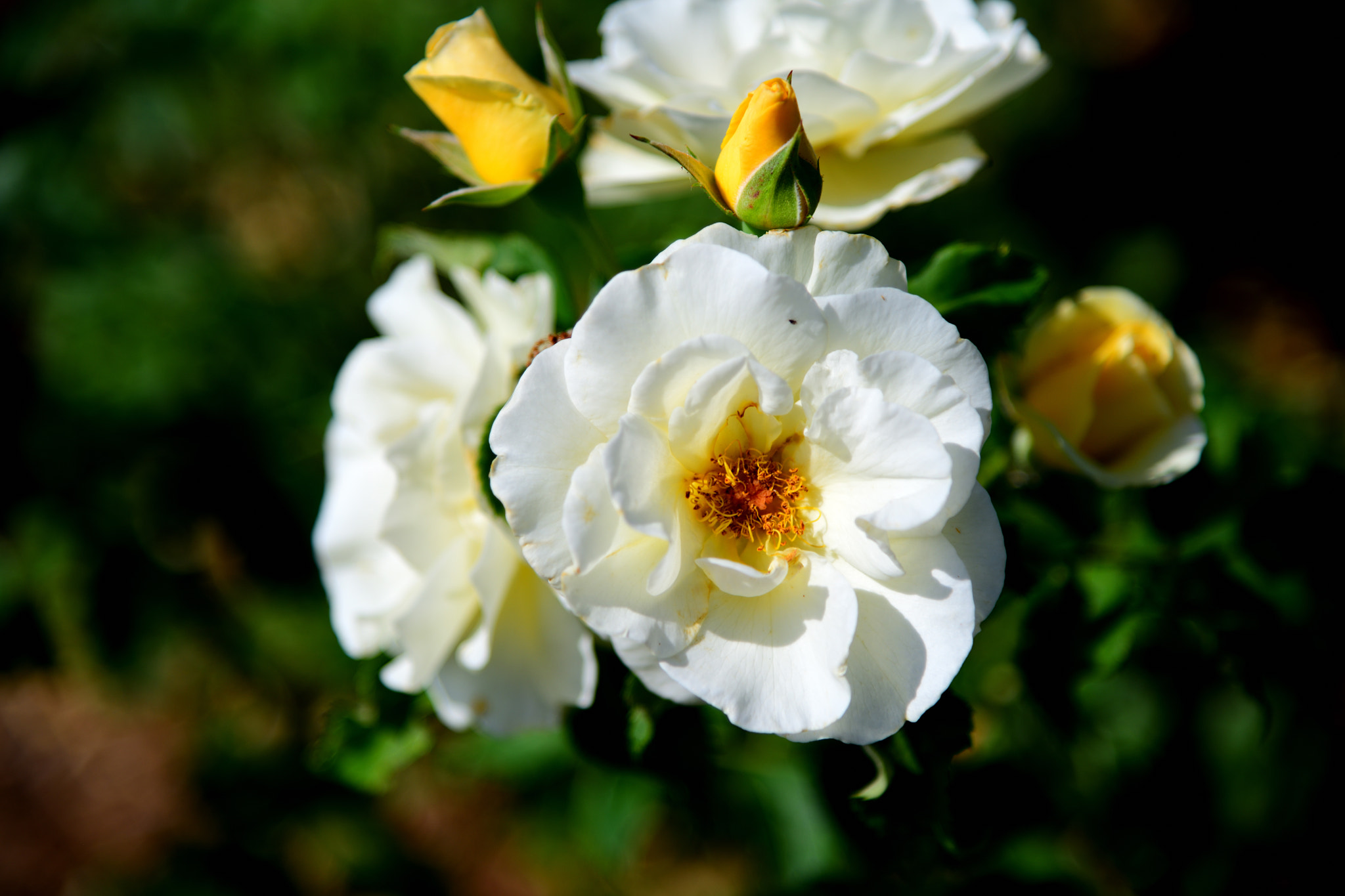 Nikon AF-S Nikkor 24-120mm F4G ED VR sample photo. The bloom photography