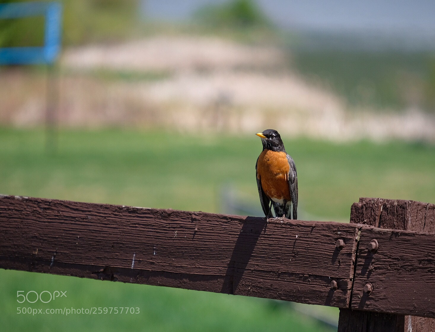 Fujifilm X-H1 sample photo. Bird, steamboat springs, co  photography