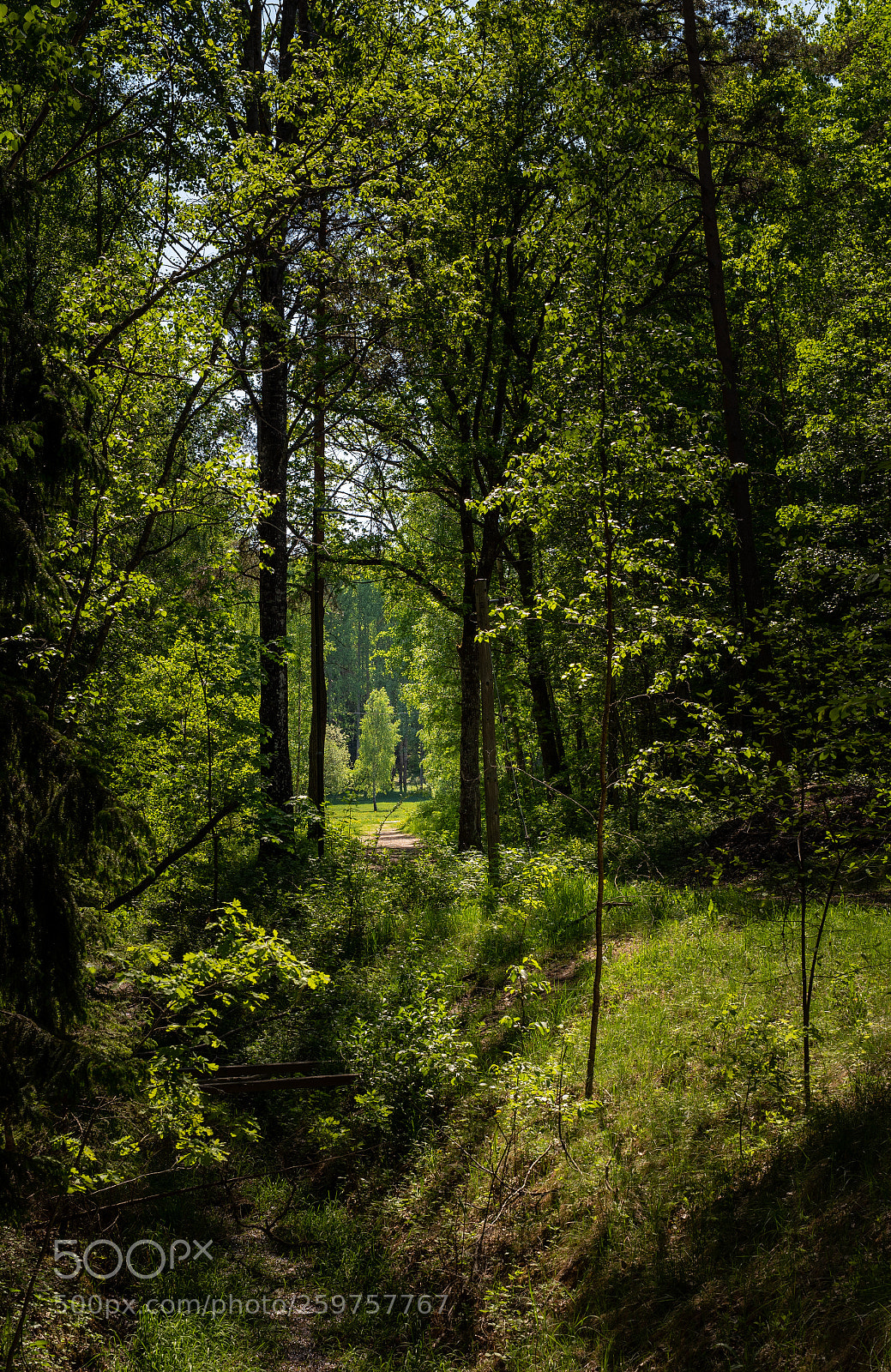Nikon D750 sample photo. Glade photography