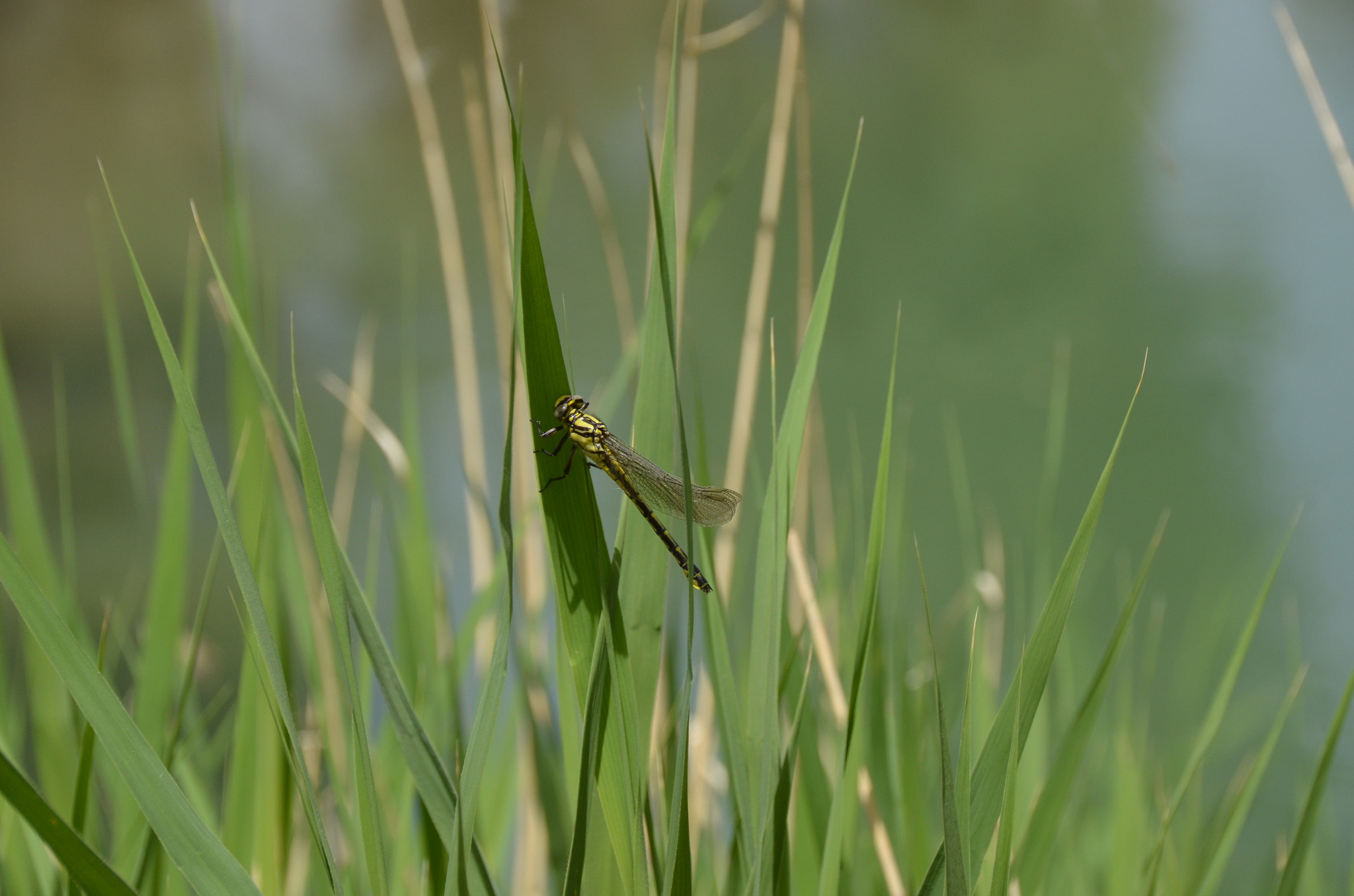 Nikon D5100 + Sigma 18-250mm F3.5-6.3 DC Macro OS HSM sample photo. Dragonfly photography