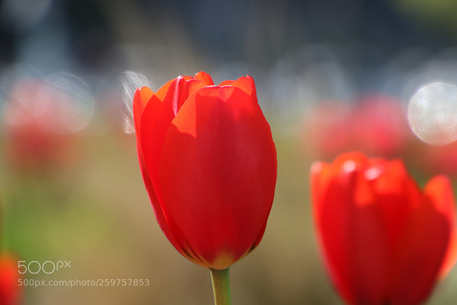 Canon EOS 7D Mark II sample photo. Untitled photography