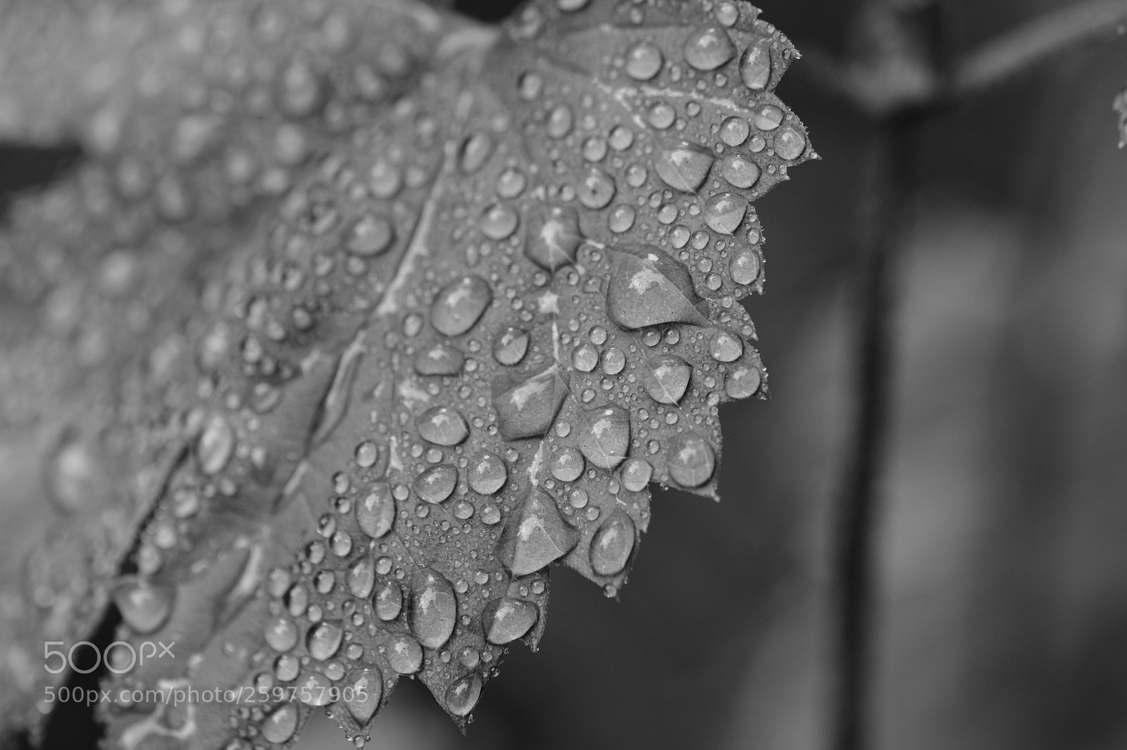Fujifilm X-T20 sample photo. Dewy hops photography