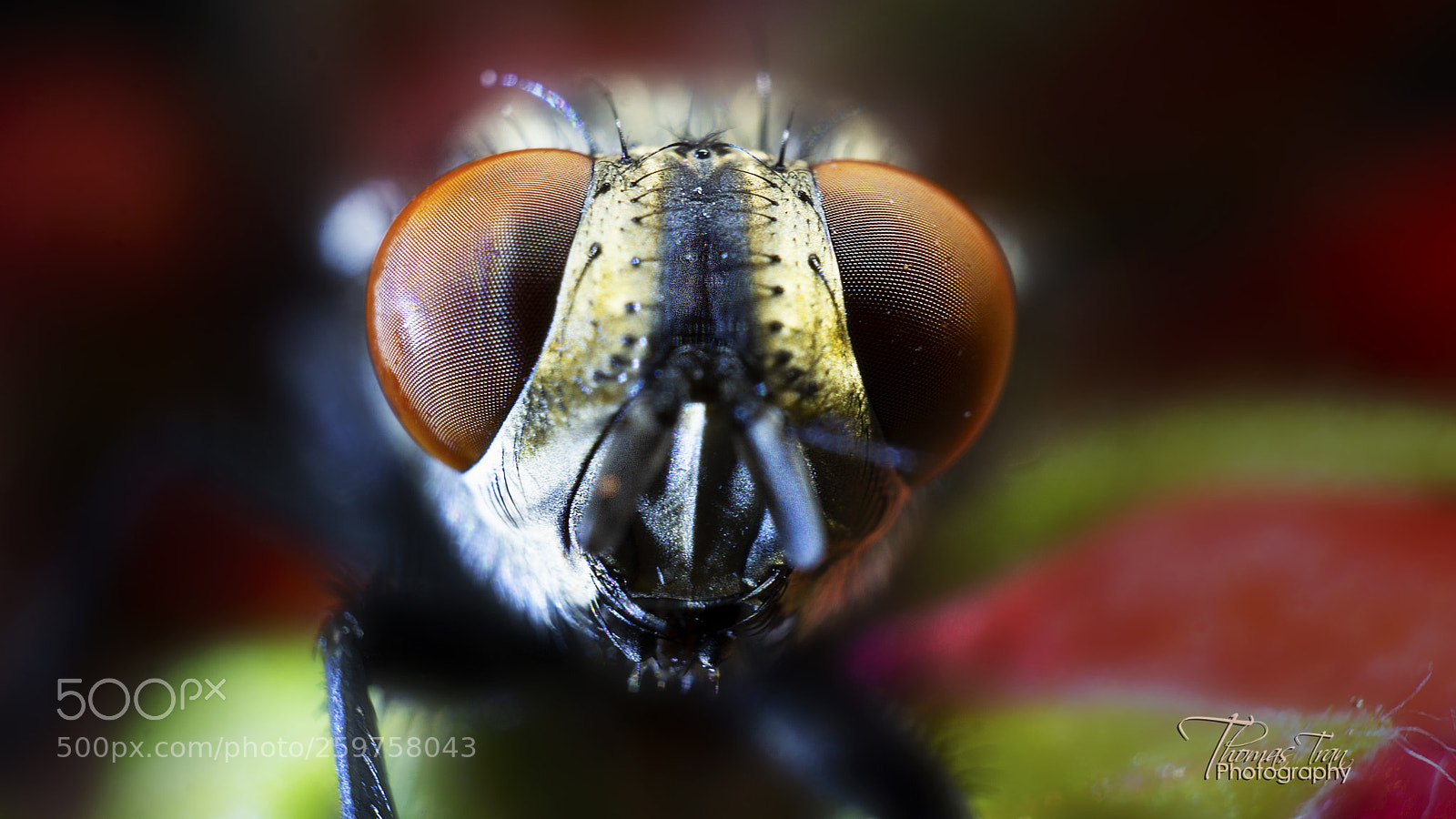 Sony a6000 sample photo. Eye of the fly photography