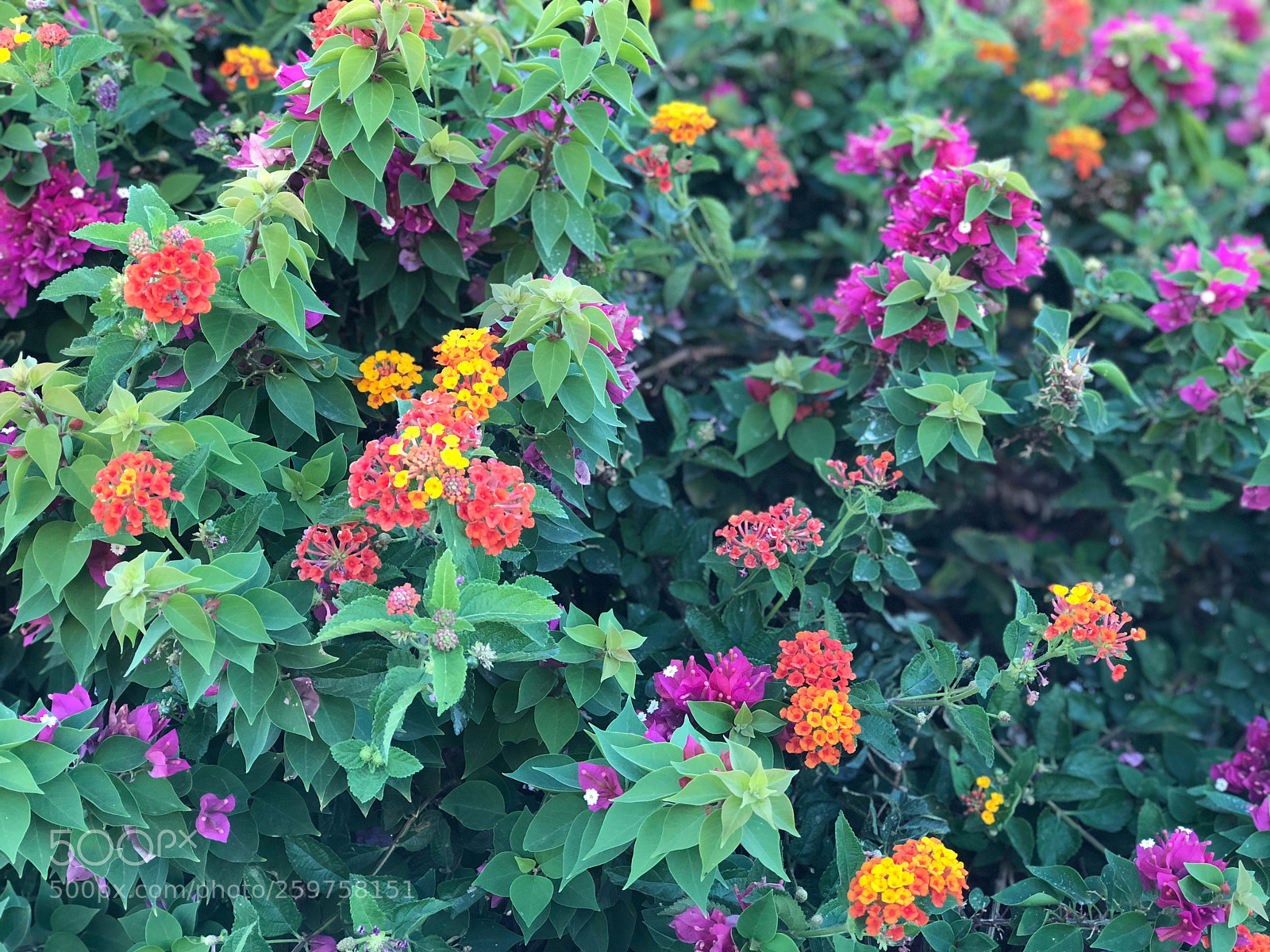 Apple iPhone 8 Plus sample photo. Multiple flowered bush photography